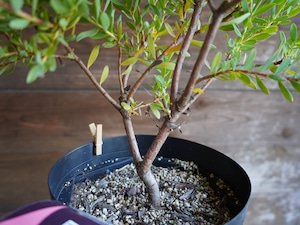 【現物】リューカデンドロン ”Baby Bouquet” 6号