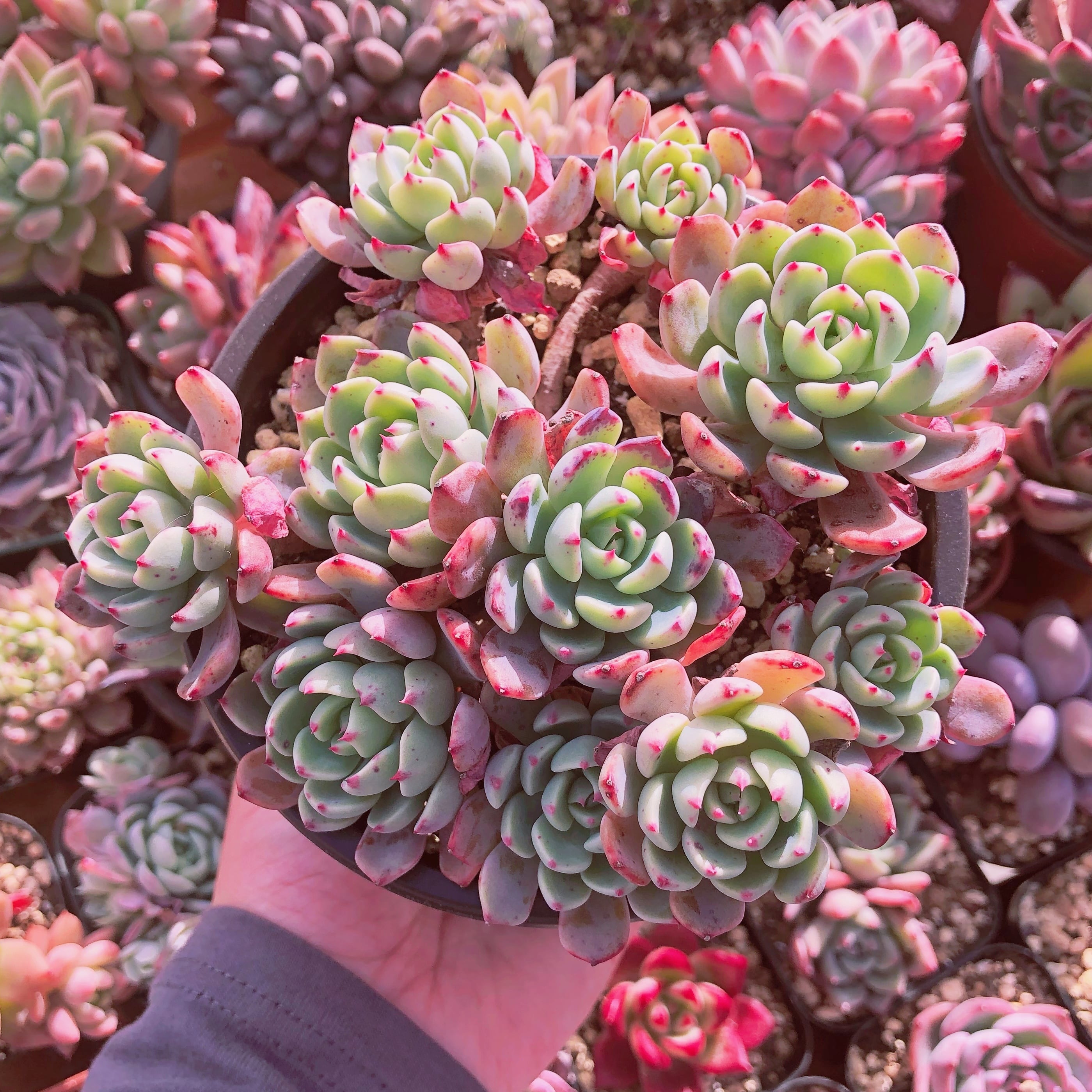 多肉植物 nanafukumini 大群生 抜き苗 | るる農園~多肉植物専門