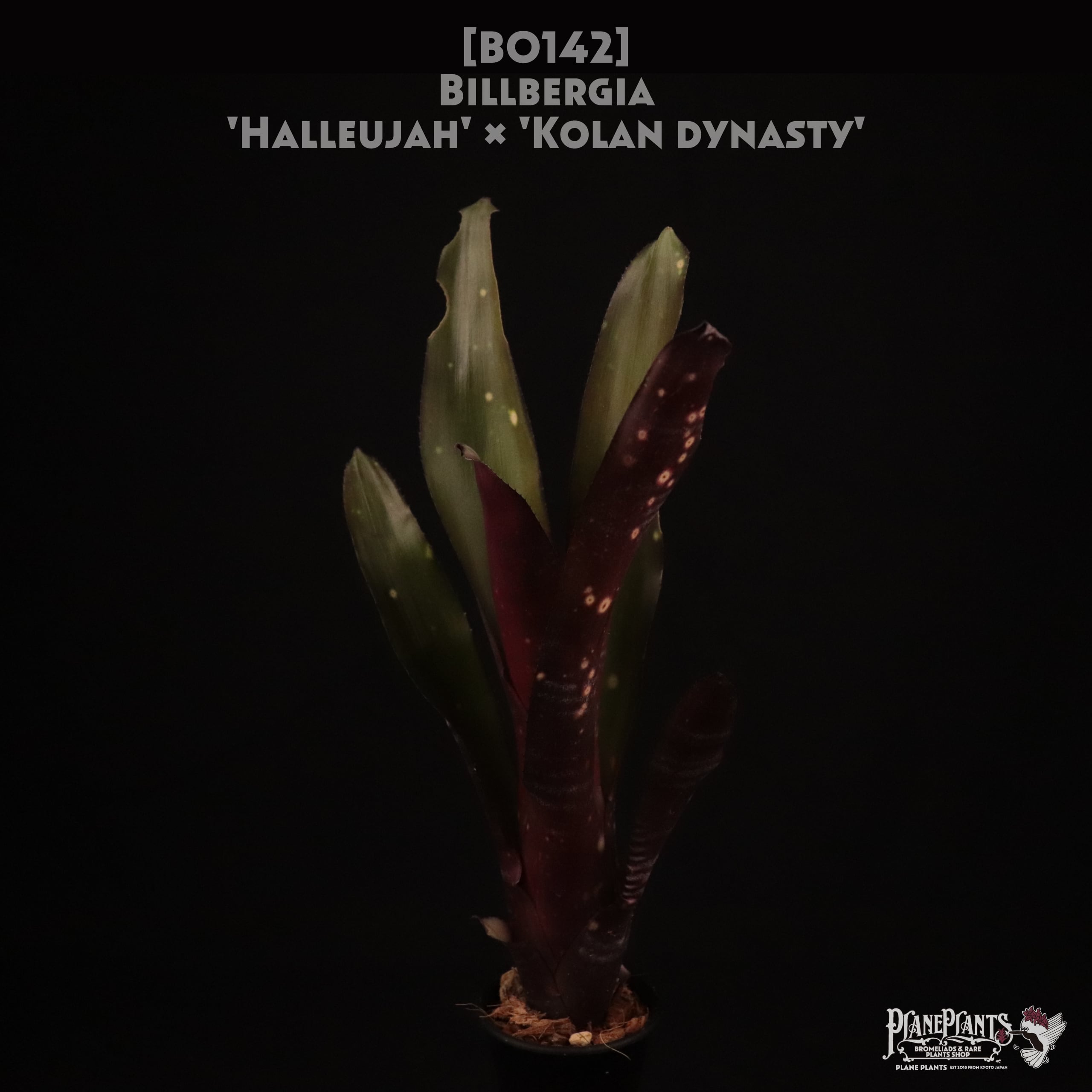 【送料無料】Billbergia 'Halleujah' × 'Kolan dynasty'〔ビルベルギア〕現品発送B0142