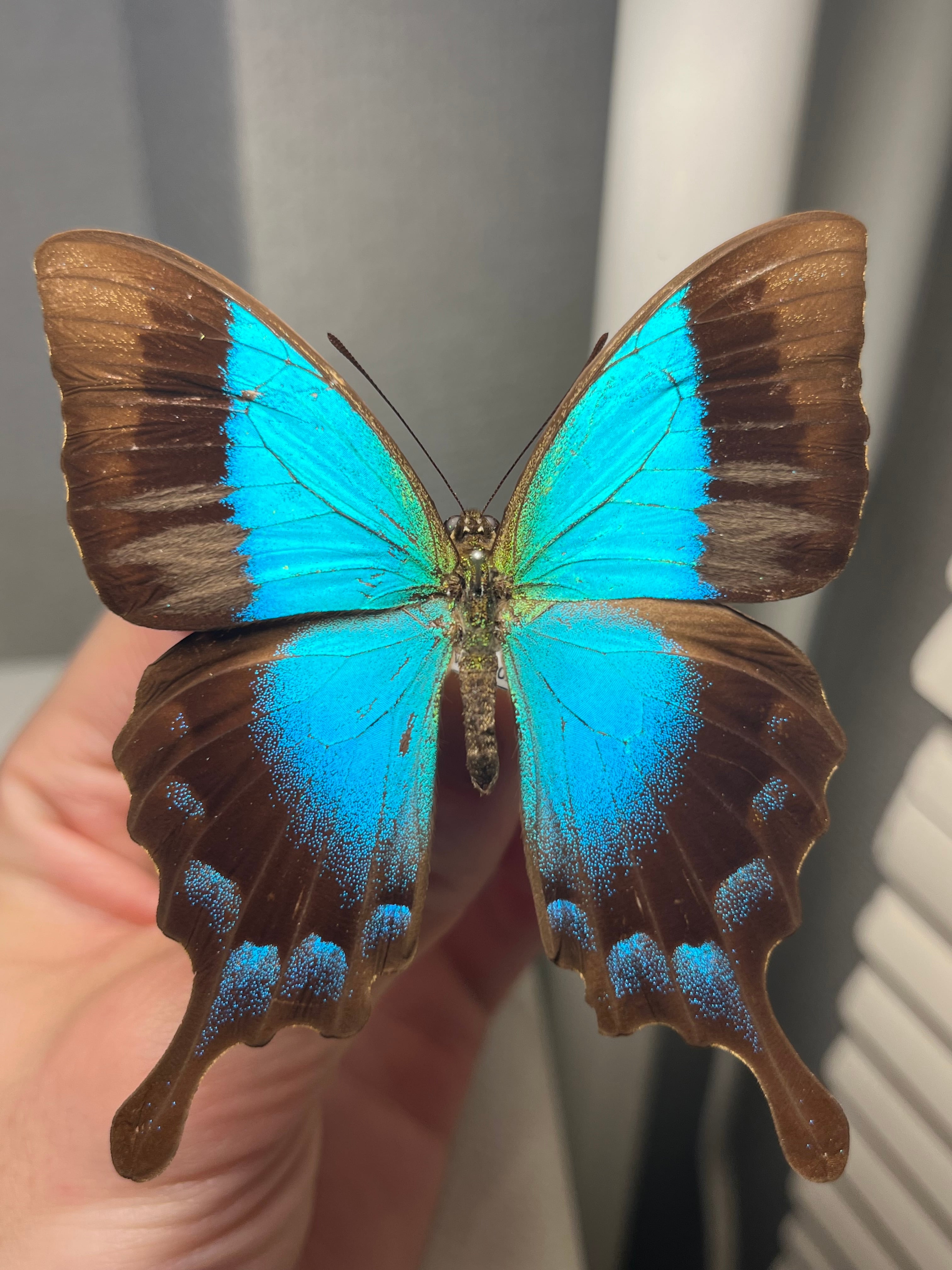 蝶・蛾 | オモニキチュウ