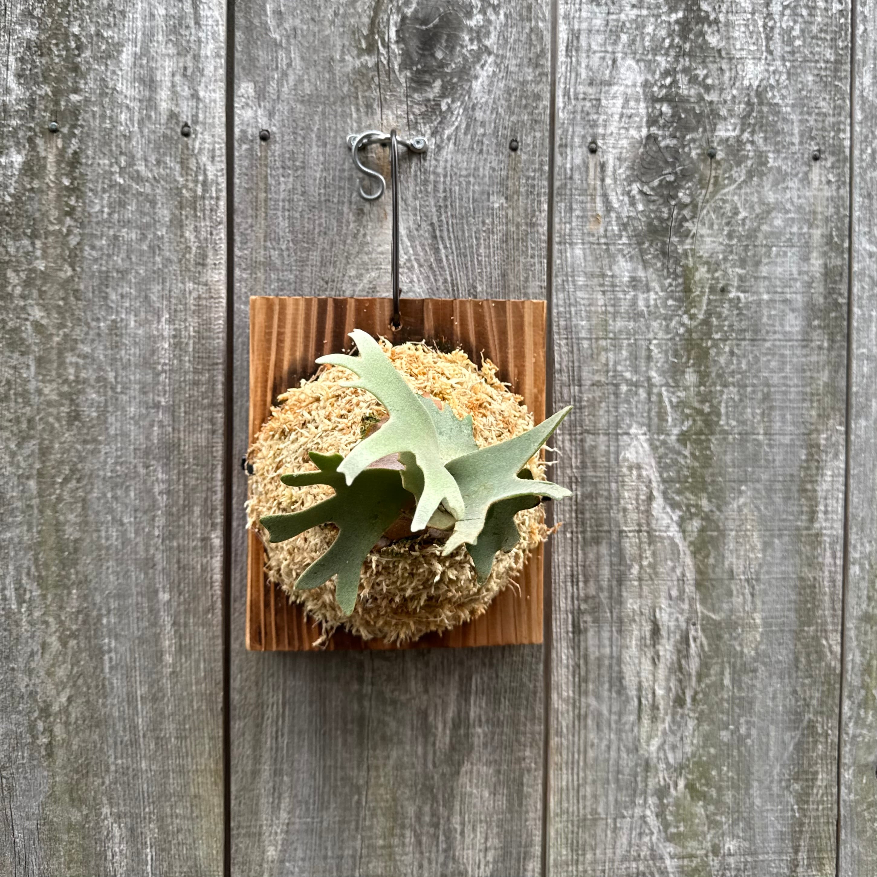 P.Triceratops (三角龍) pup | naturefix