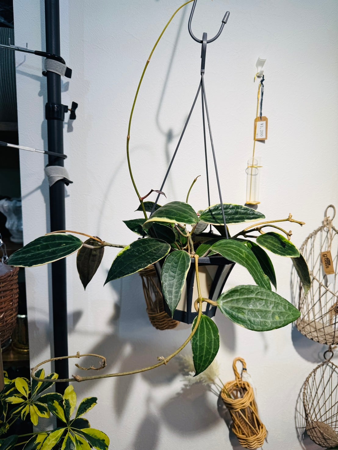 ホヤ マクロフィラ バリエガータ 観葉植物 5号 吊り ハンギング 希少