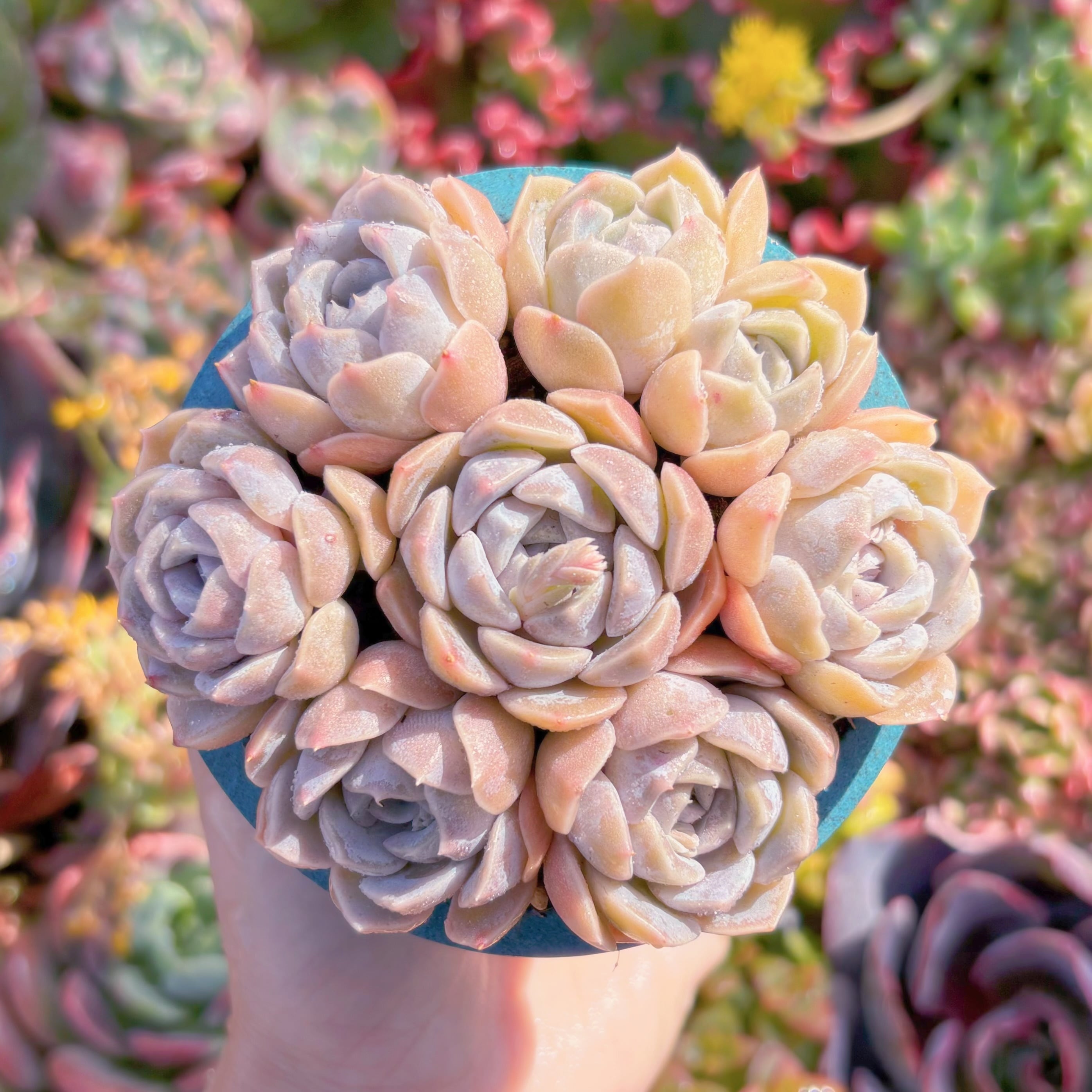 多肉植物　タイニーバーガー(7苗)　新入荷　るる農園