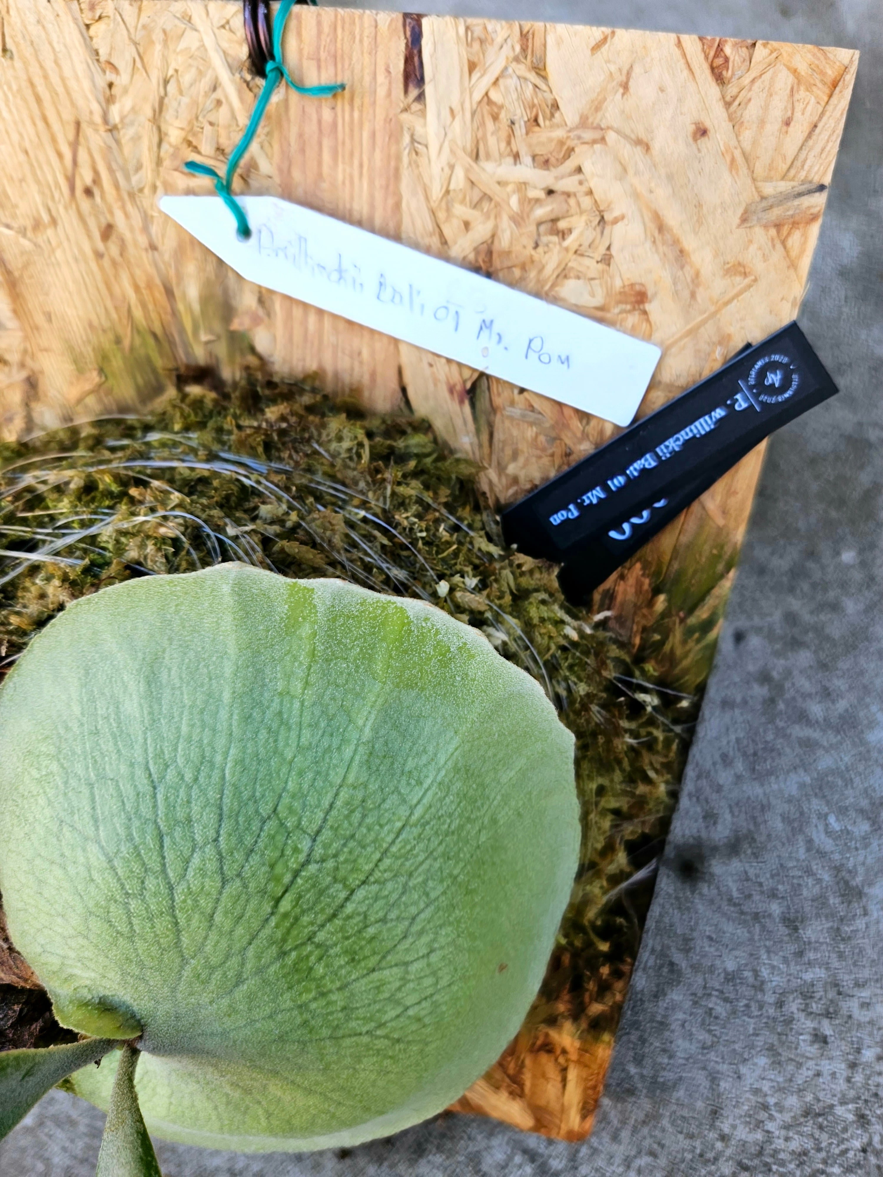 P. willinckii Bali 01 Mr. Pon【artPLANTs】ビカクシダ P. willinckii Bali 01 Mr. Pon【artPLANTs】ビカクシダ