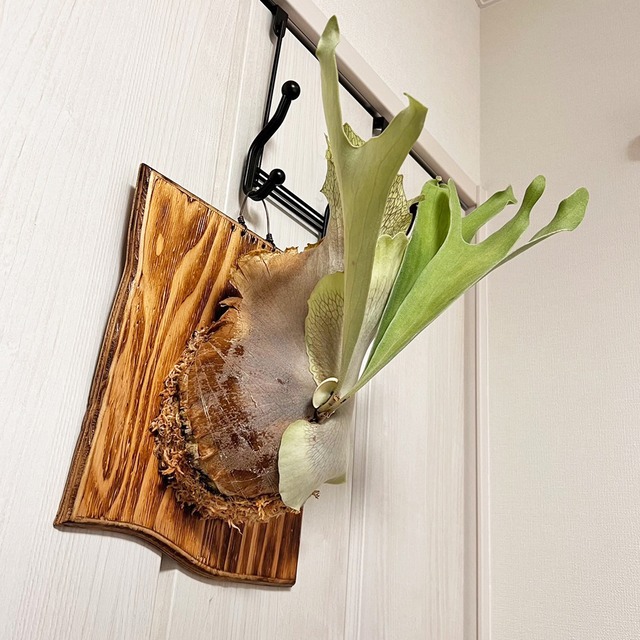 ビカクシダ ネザーランド 板付 【観葉植物 室内 コウモリラン】