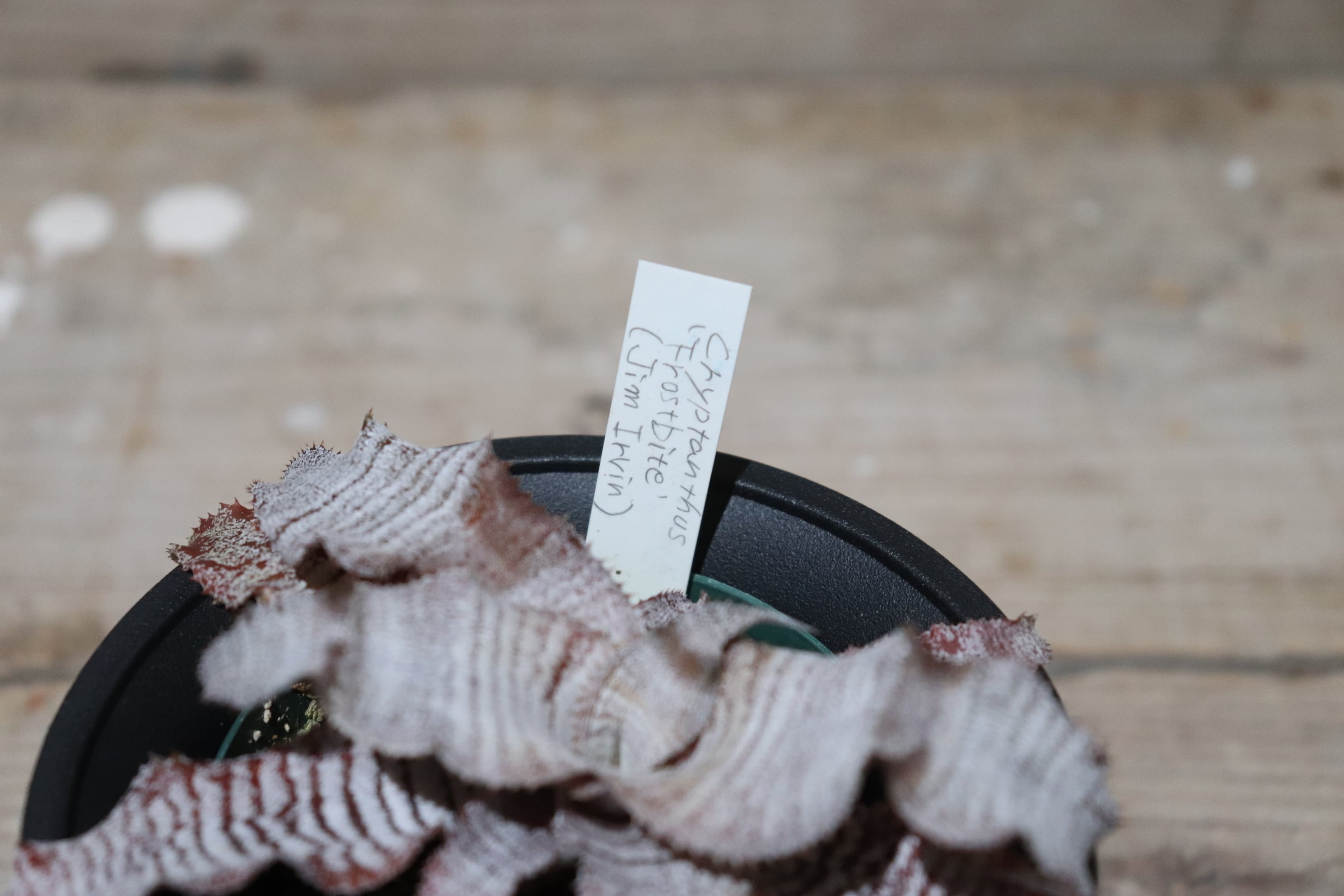 送料無料】Cryptanthus `Frostbite' (Jim Irvin)〔クリプタンサス