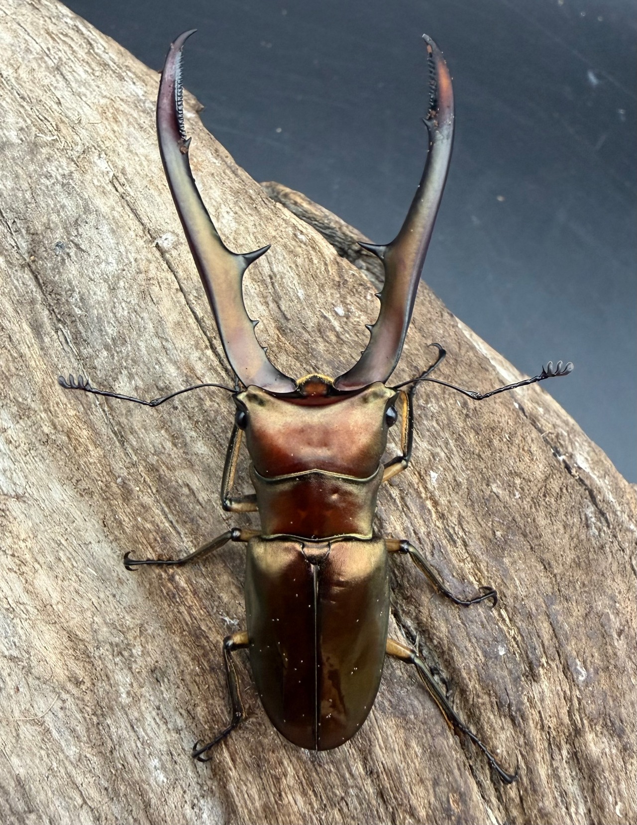 《メタリフェルホソアカ亜種サンギレンシス 67.5mm ペア》