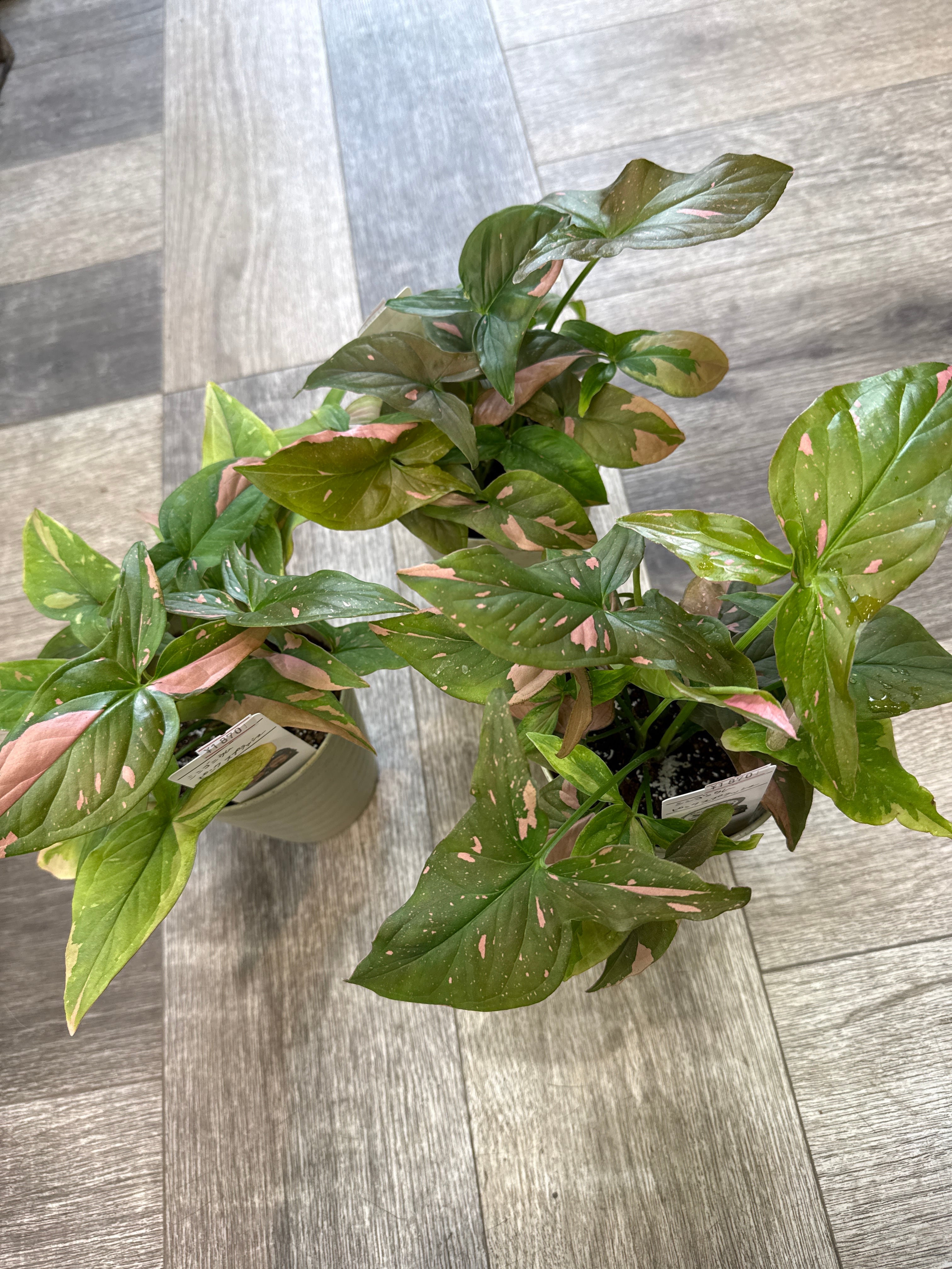シンゴニウム ピンクスポット | Gardenえん 【観葉熱帯植物】