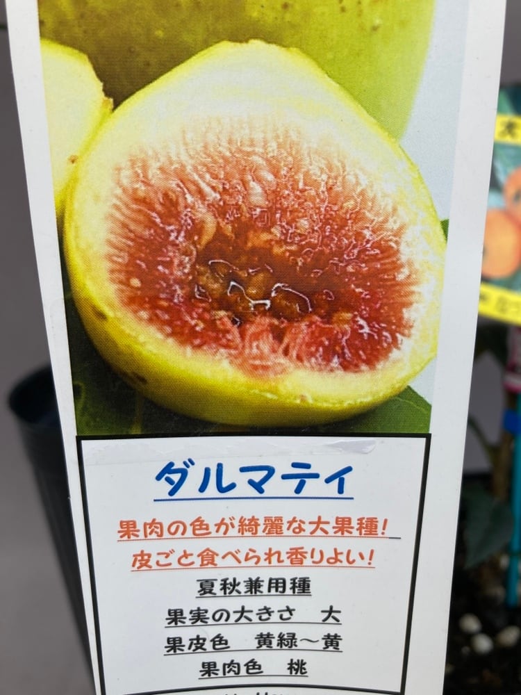 姫りんご アルプス乙女 4号ロング | 日本ライン花木センター