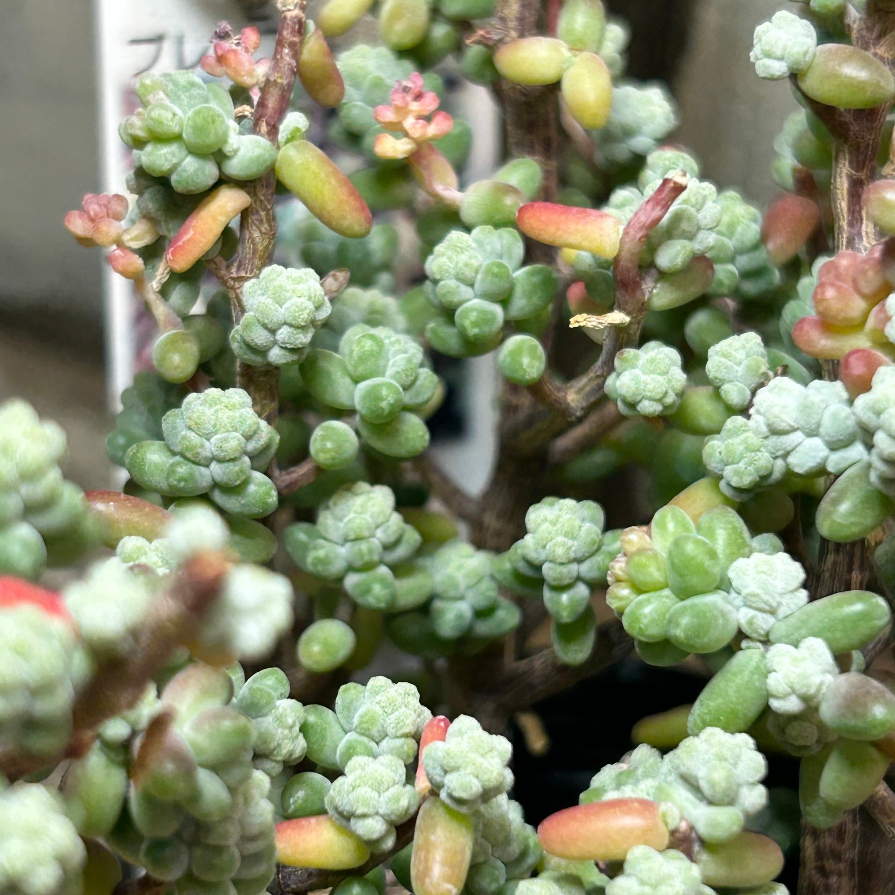 ☆ご確認用☆木立性ブレビフォリウム ☆ご確認用☆木立性ブレビフォリウム