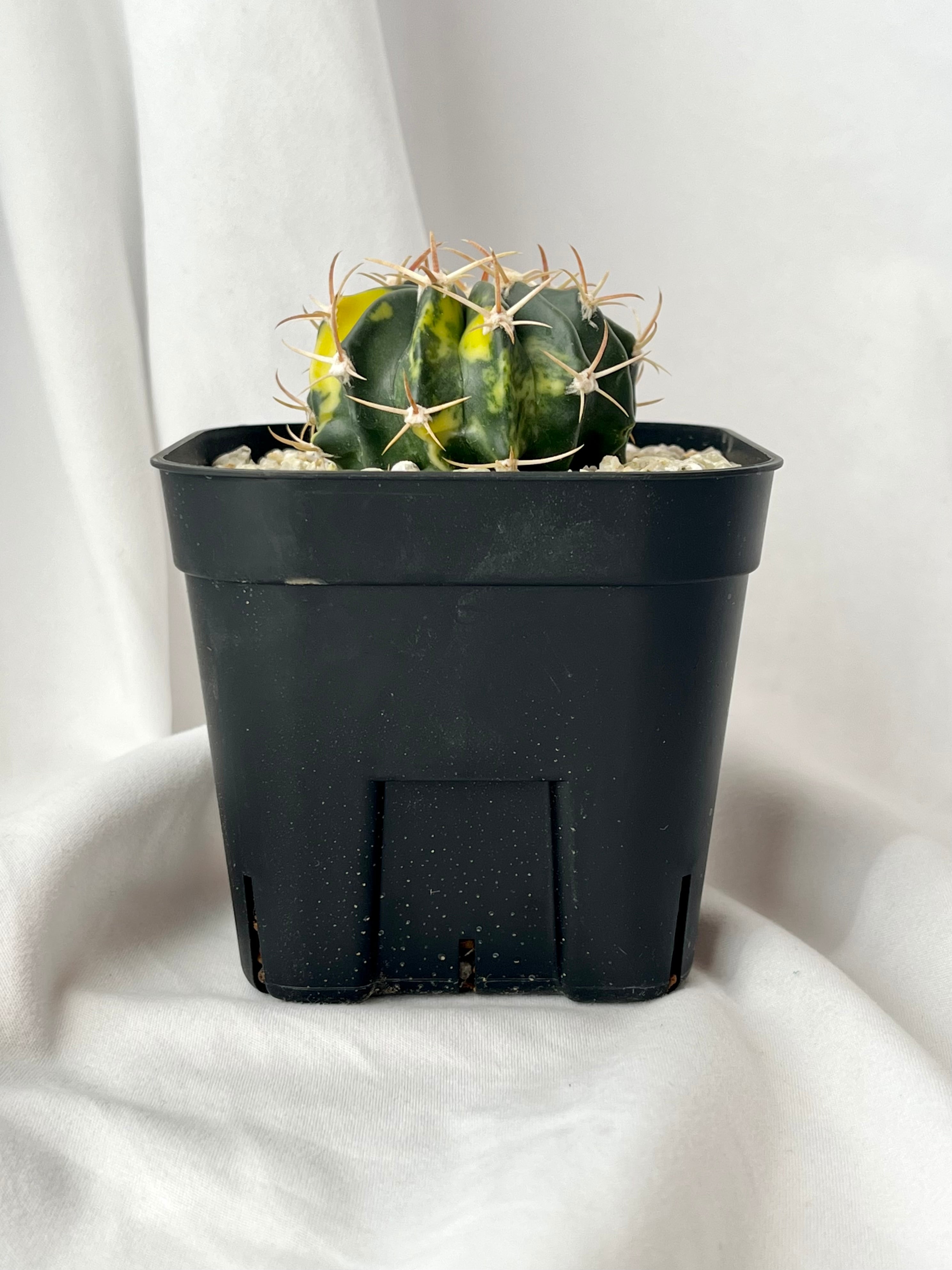 Echinocactus texensis エキノカクタス 綾波錦 サボテン | plants MARU