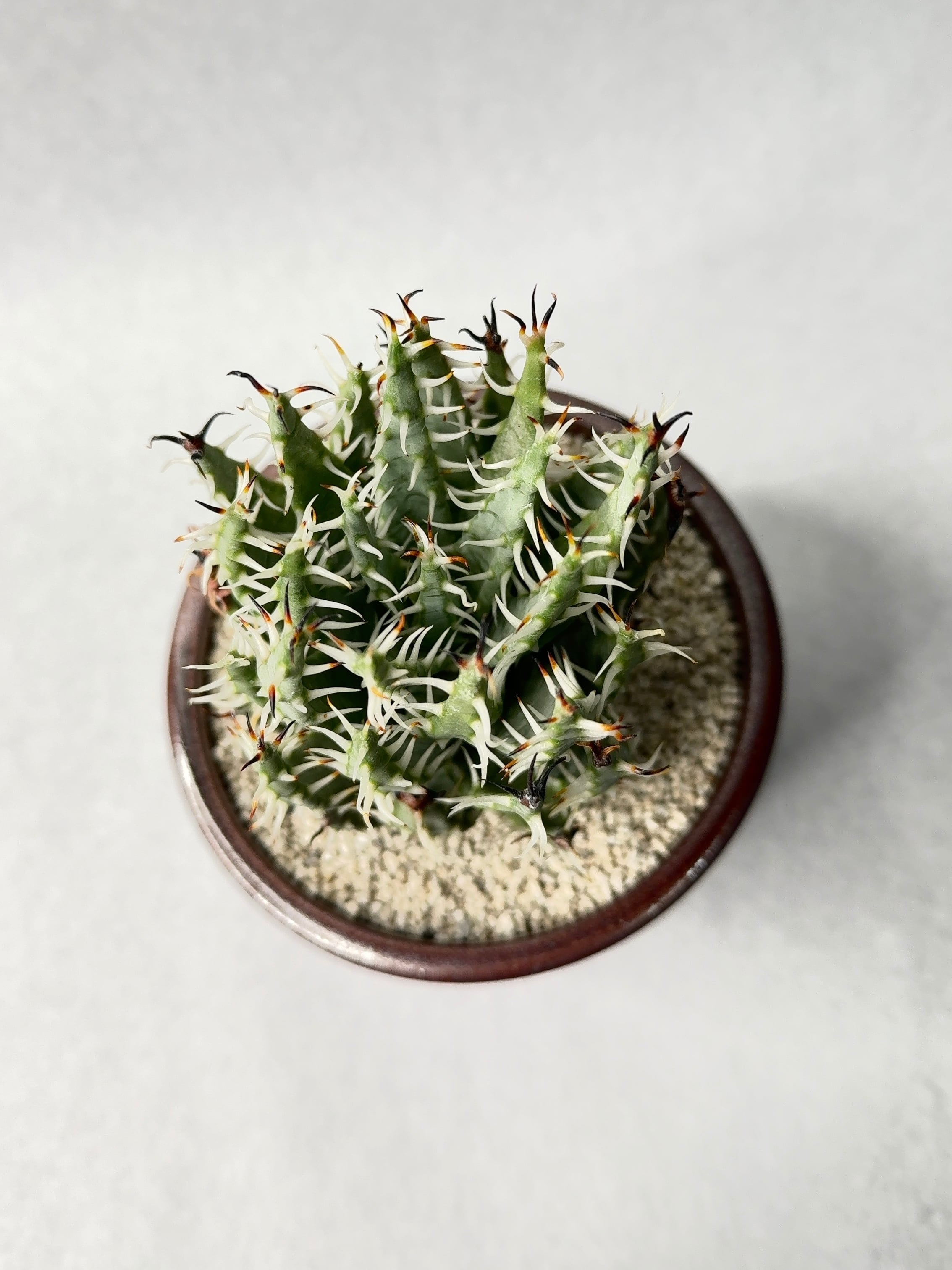 アロエ・エリナケア | trigger