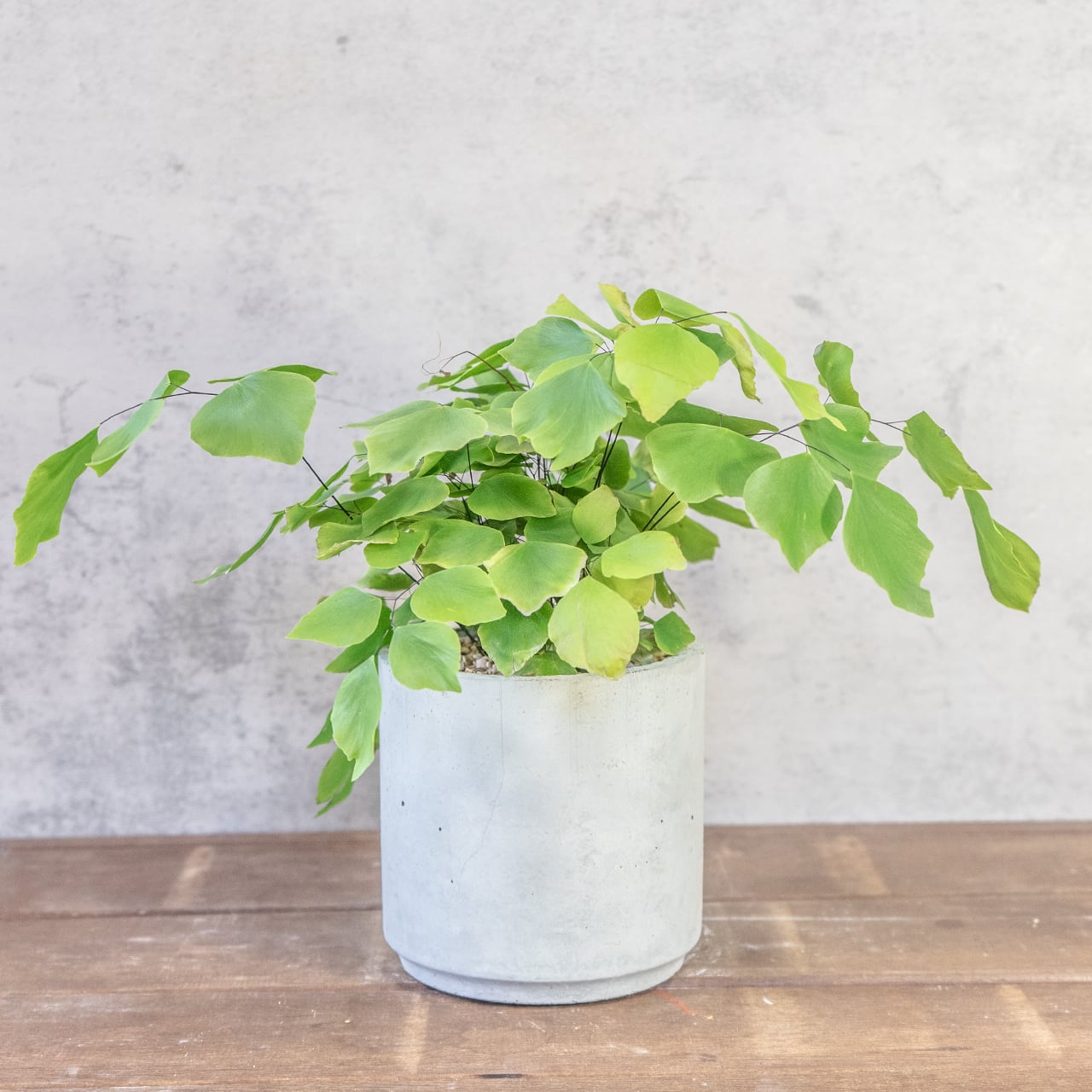 【揺れる銀緑色のシルク】アジアンタム・ペルビアナム。無骨な手づくりモルタル鉢が、その繊細さをより一層、引き立てます。／一株の厳選／虫発生抑制／送料全国一律850円