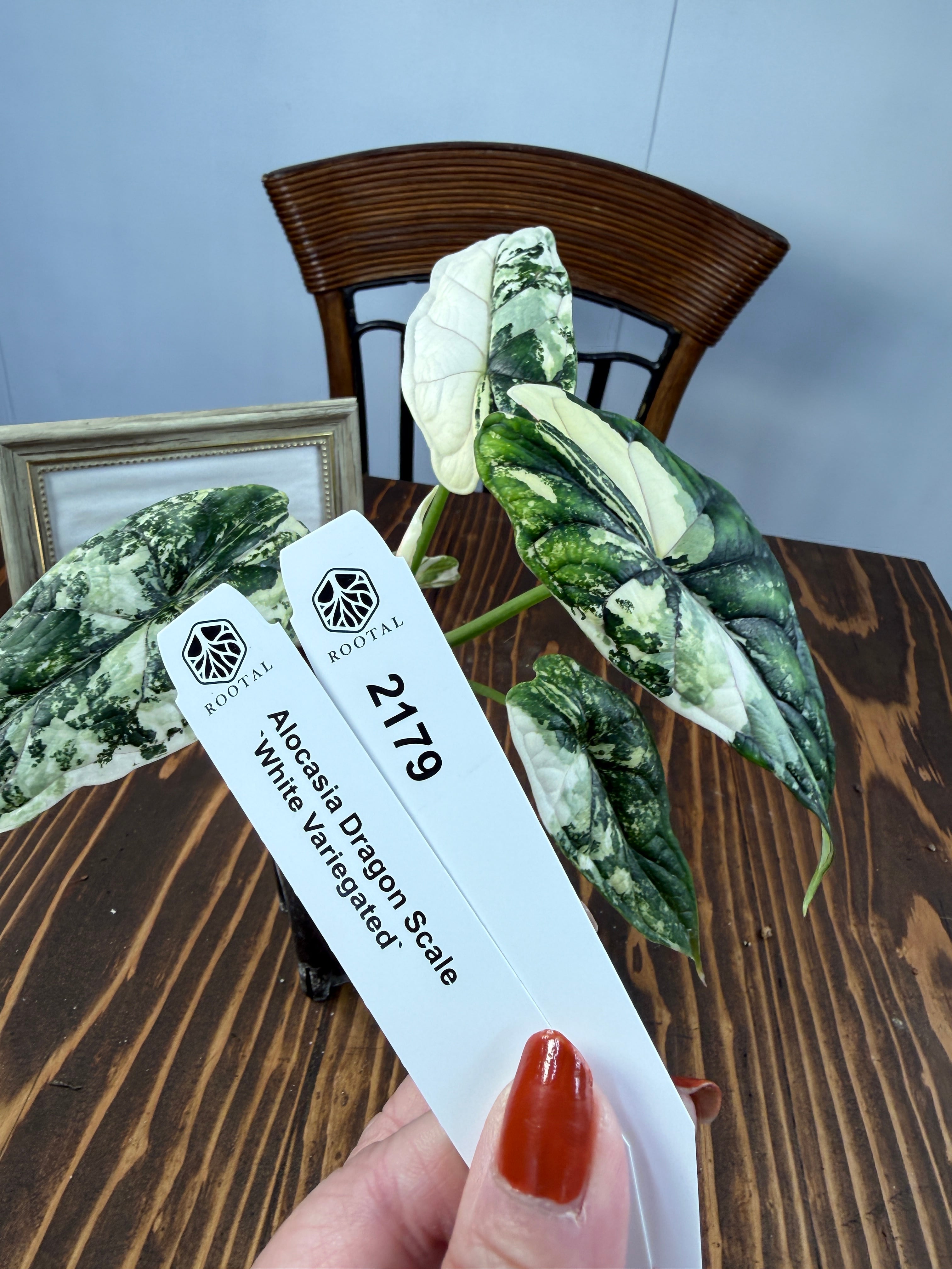 ★2179【超レア】アロカシア ドラゴンスケール ホワイトバリエガータ(2.5号ロング硬質ポット)※送料無料(一部除く)