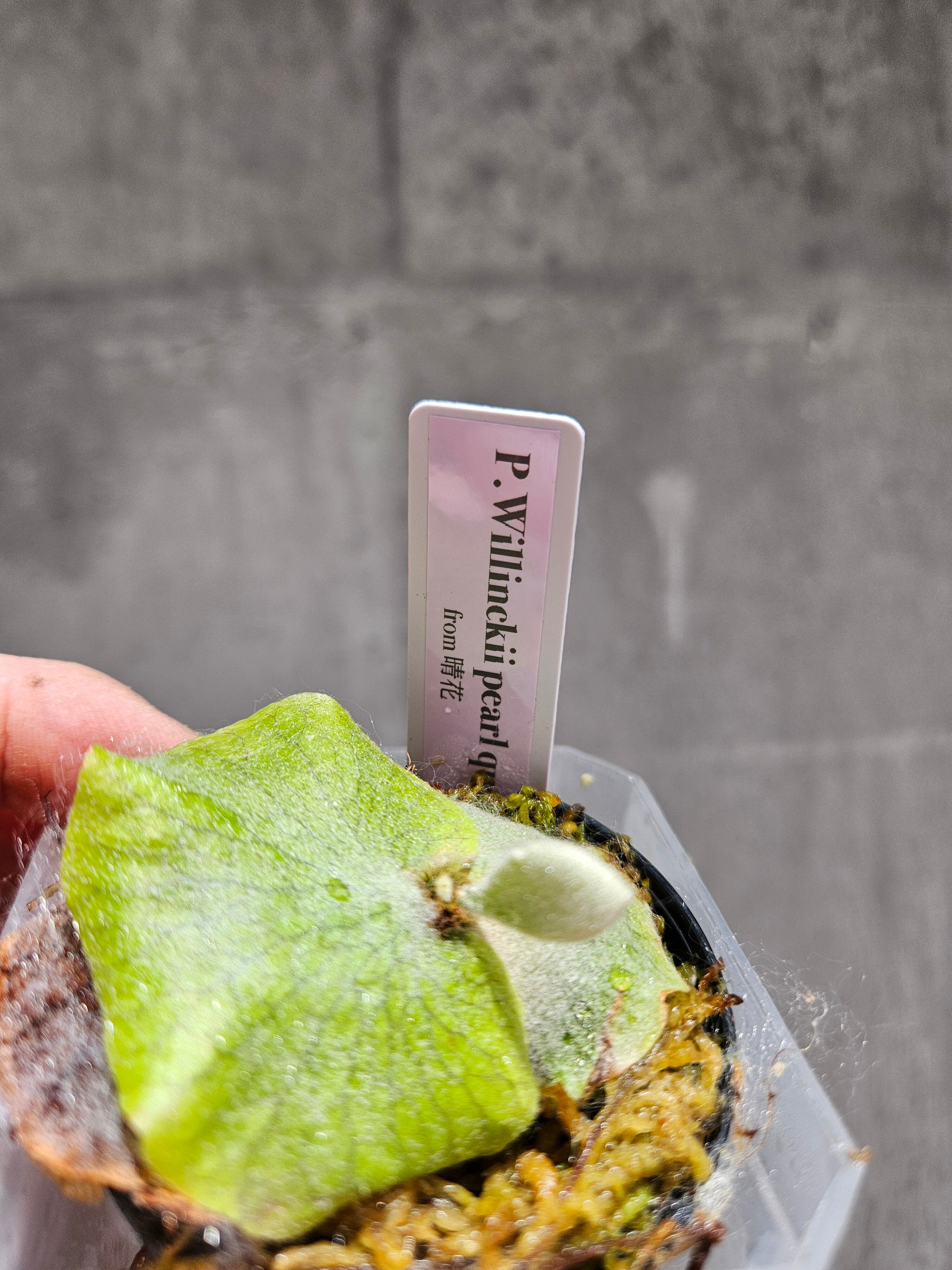 P.willinckii Pearl Queen【artPLANTs/PLANTS GARAGE】 ビカクシダ 