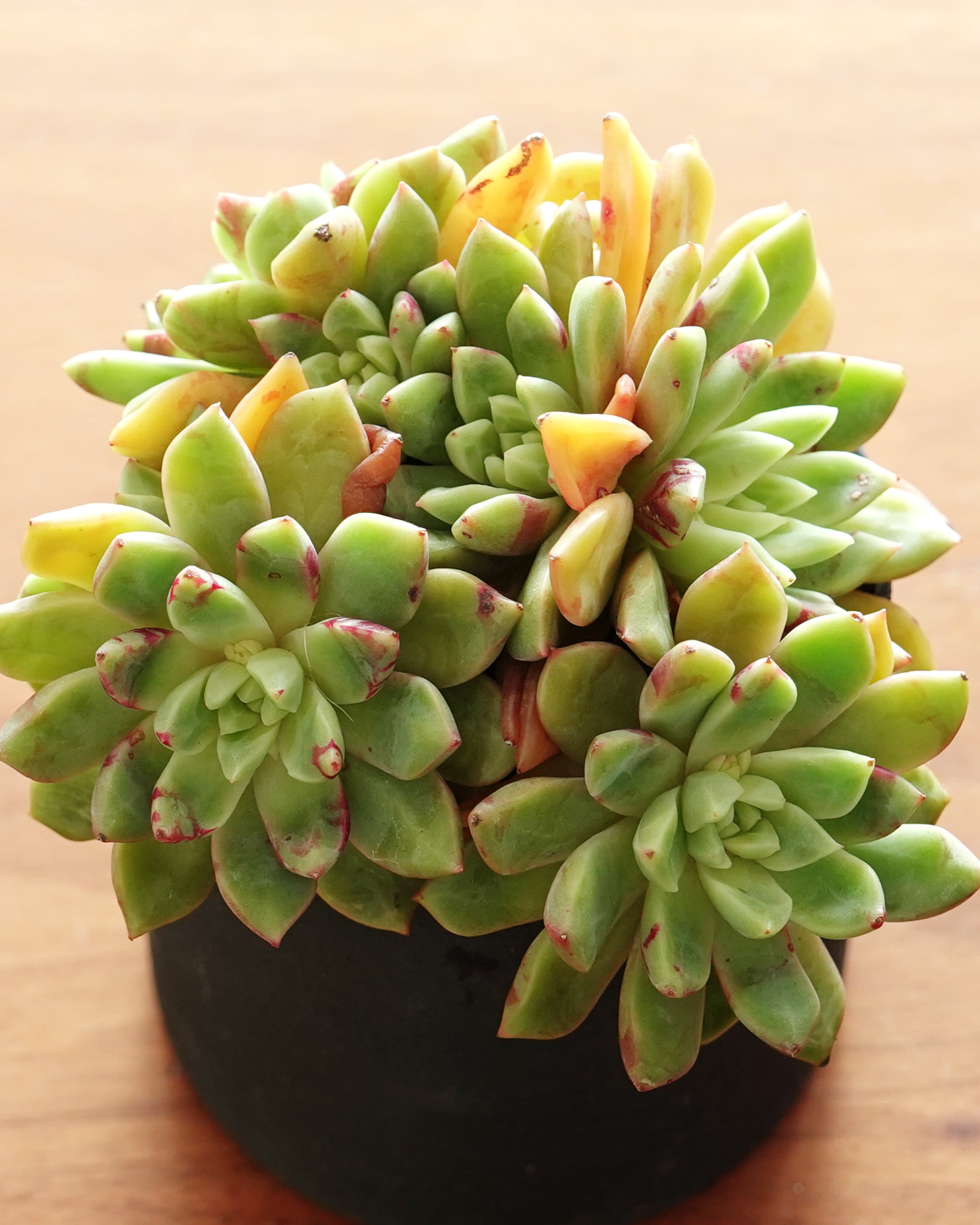 NEW RELEASE | PUKUBOOK SUCCULENTS