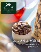 パナマ エスメラルダ [ナチュラル] Private Collection ゲイシャ<2025 