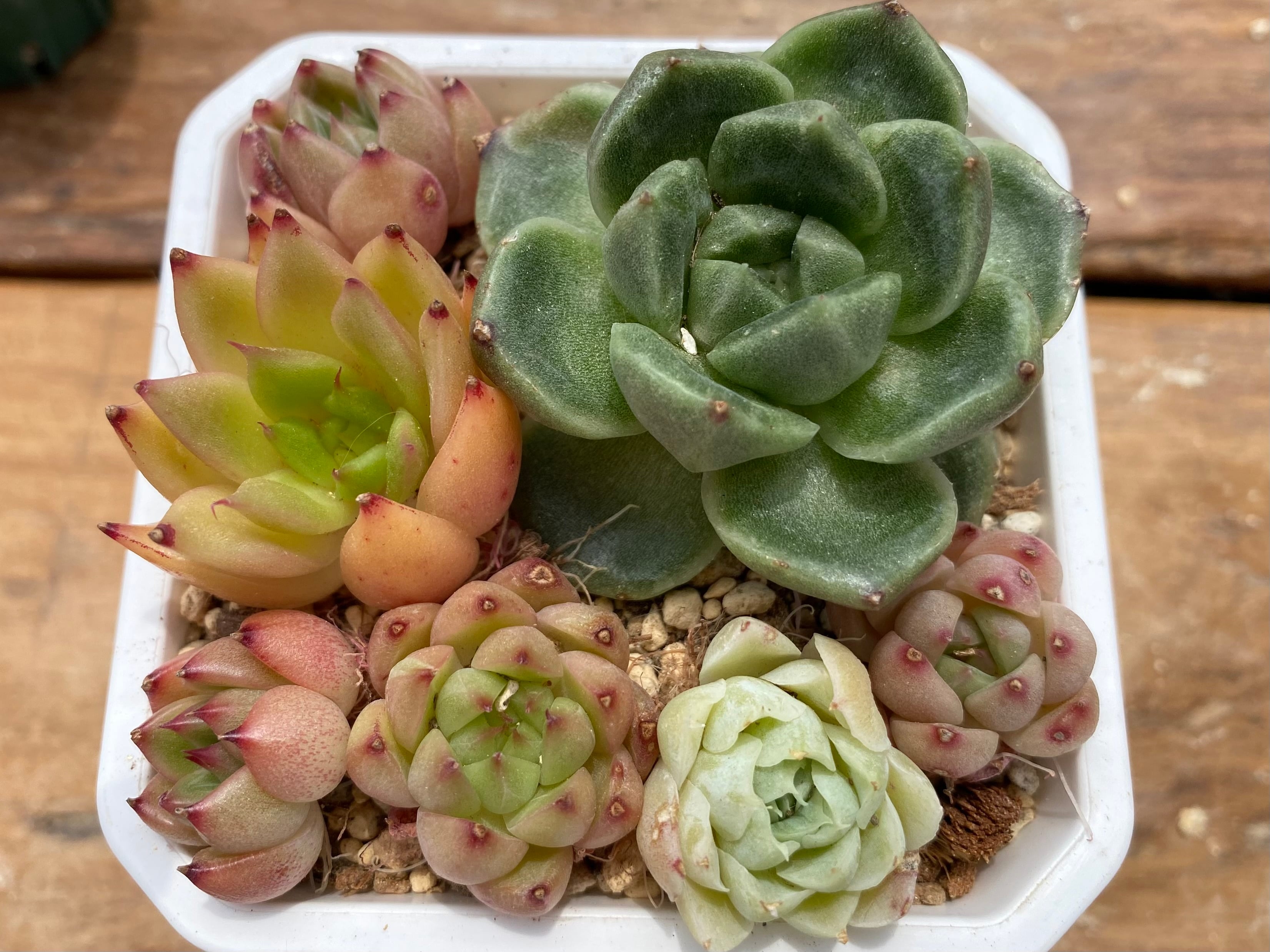 多肉植物 レア❁︎ロンギシマ錦 発根済 多肉植物 ロンギシマ錦 多肉