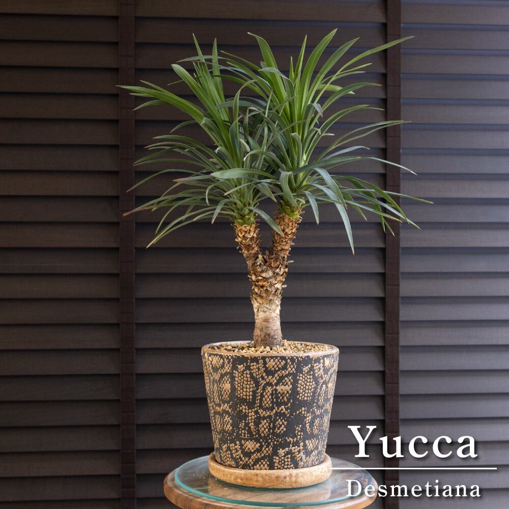 ユッカ デスメティアーナ ブランチ 多頭 6号 スネーク鉢 Yucca Desmetiana ヘビ柄 0518BR