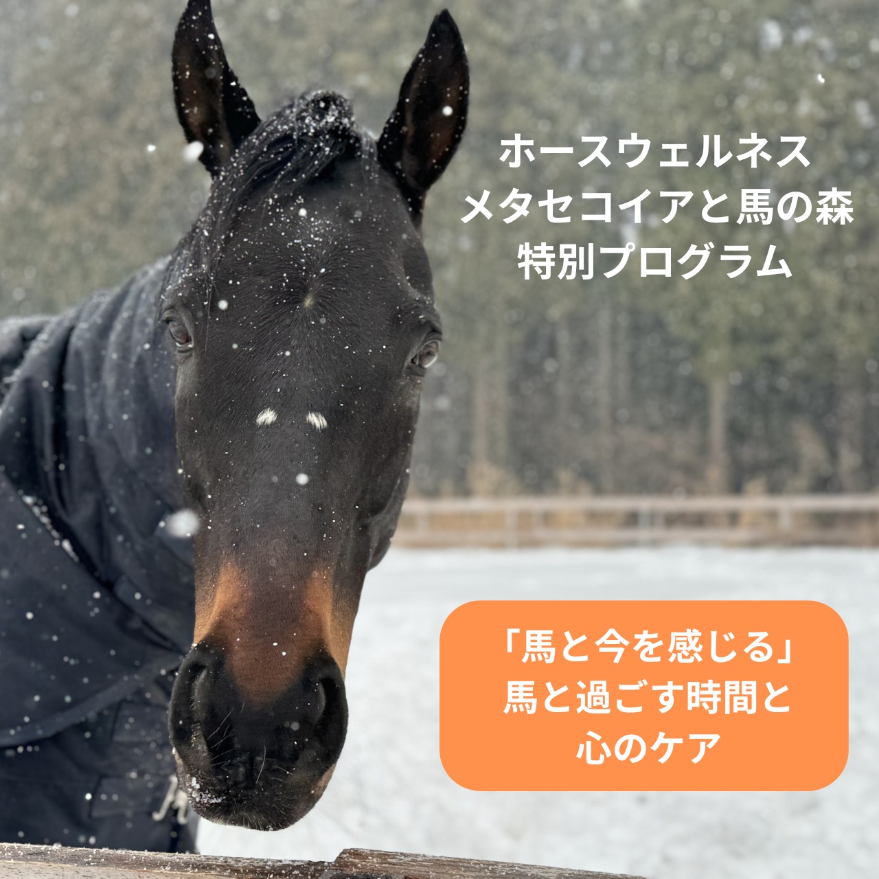 【ゲスト】1月「ホースウェルネス」メタセコイアと馬の森 特別プログラム　「馬と今を感じる」~馬と過ごす時間と心のケア~