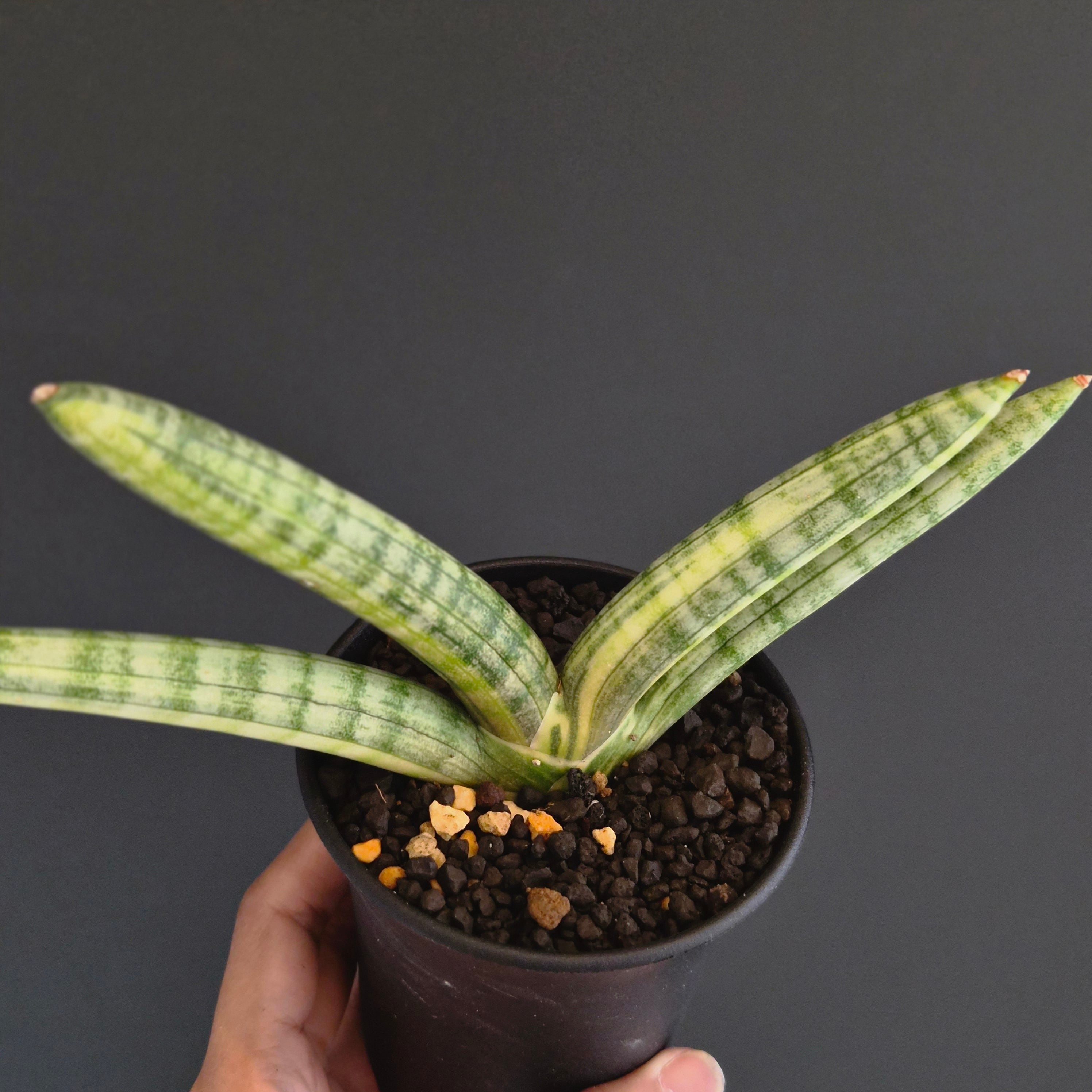 サンスベリア・ボンセル・バリエガータ（Sansevieria 'Boncel