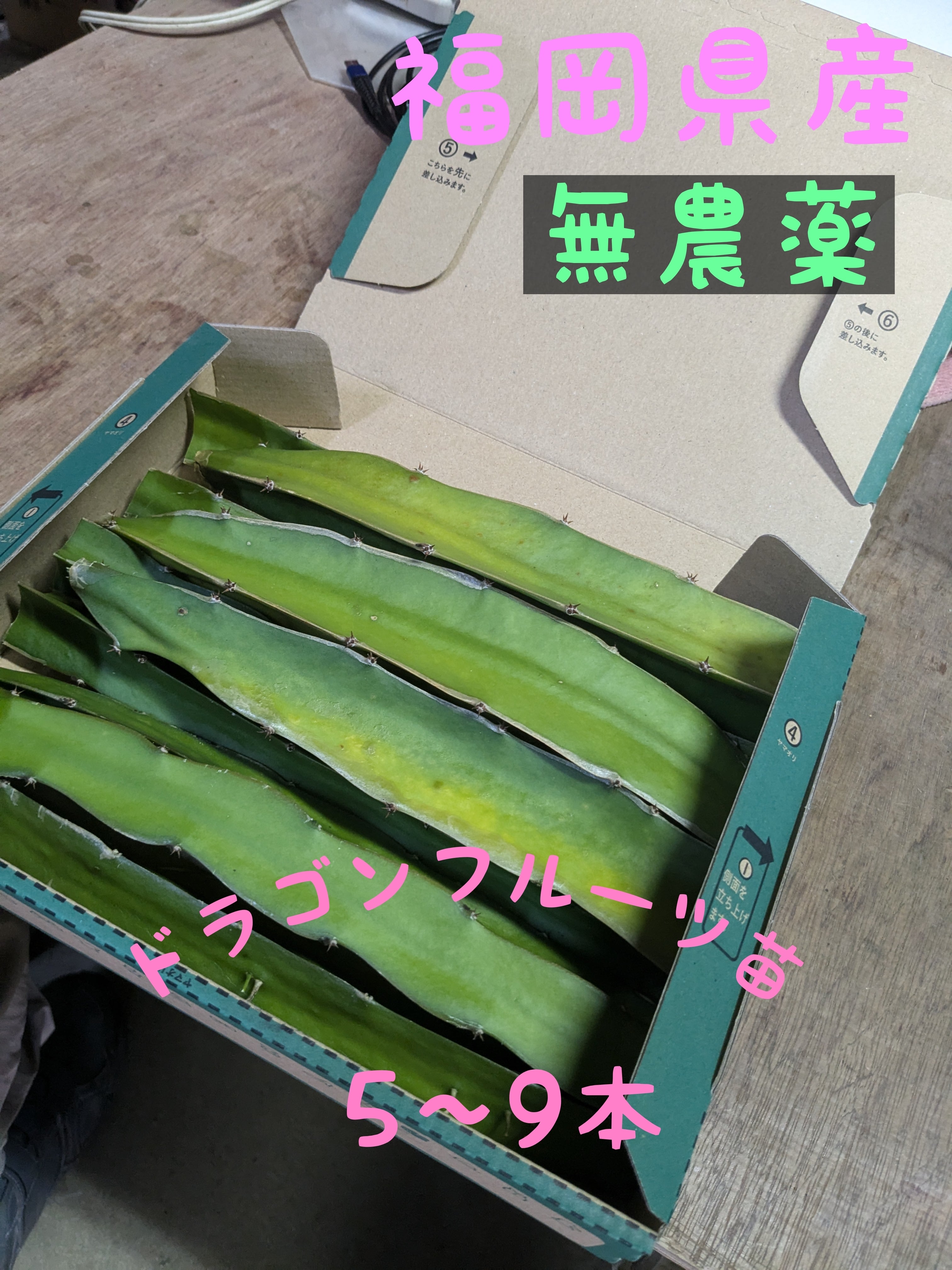 福岡県産 ドラゴンフルーツ苗 白肉種カット苗5〜9本 | ふぁみりぃ農園