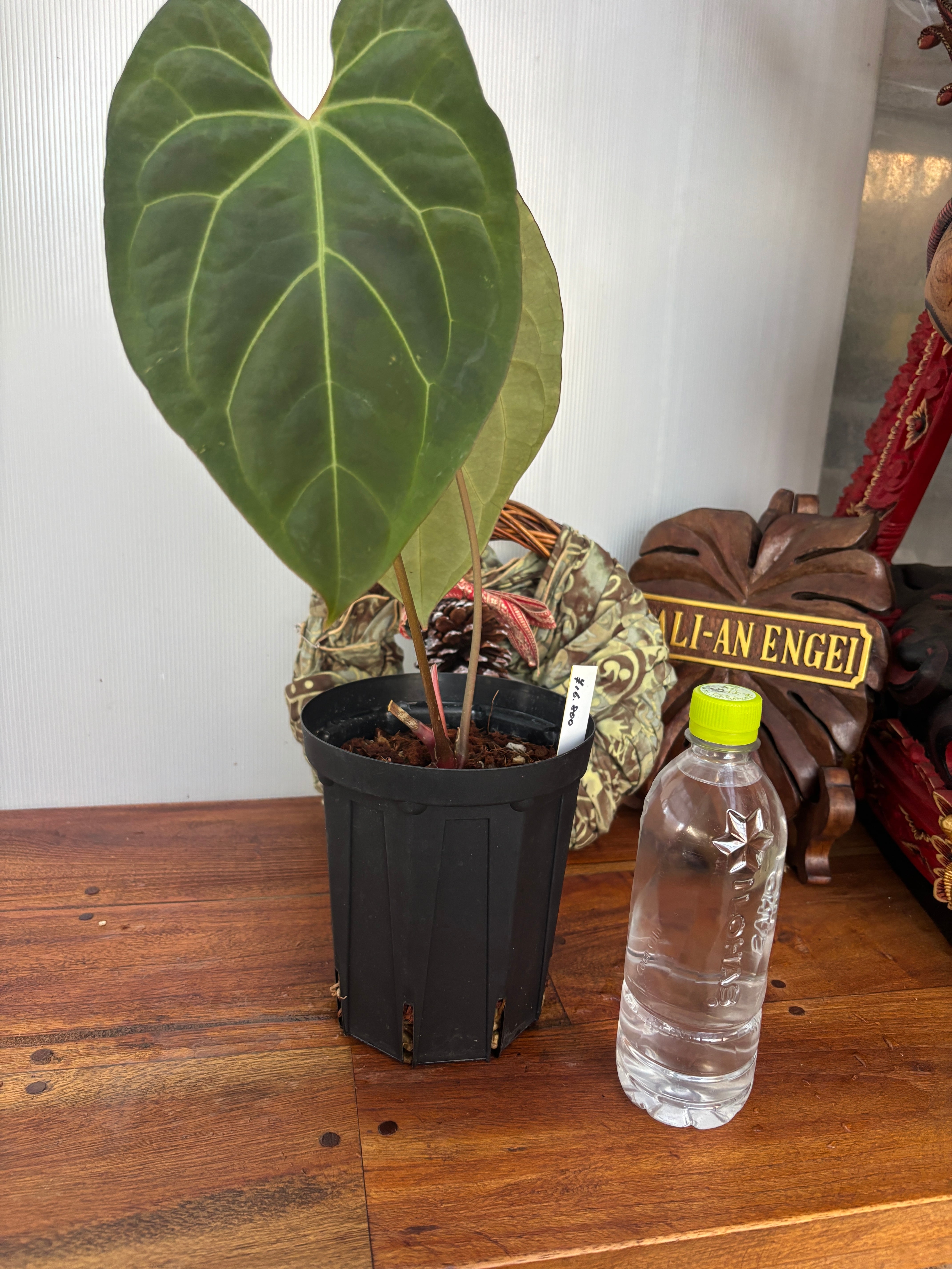 Anthurium | BA PLants