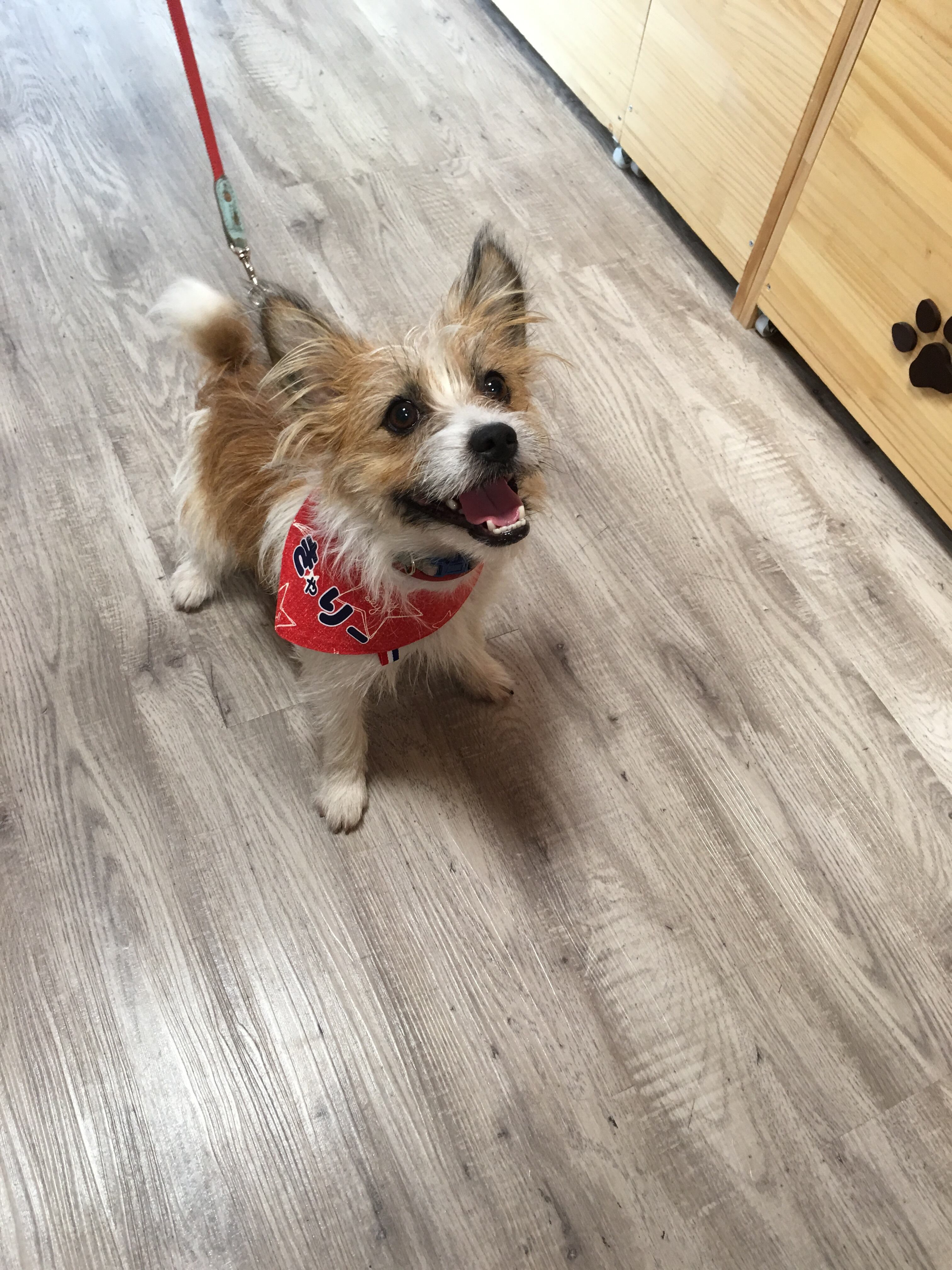 オーダー受付パネル♡ワッペンわんこ オーダー受付パネル♡バルーンわんこ