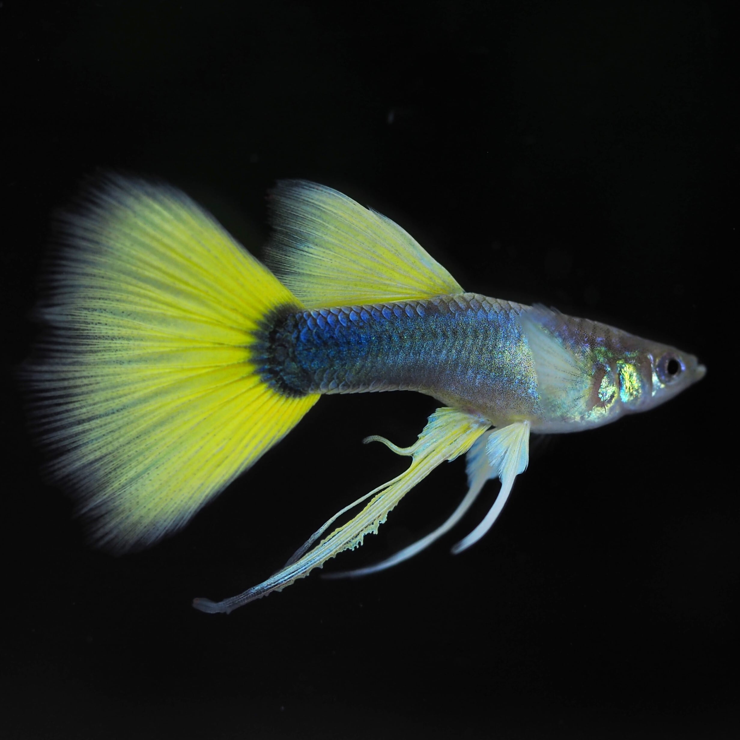 伊豆グッピーファーム