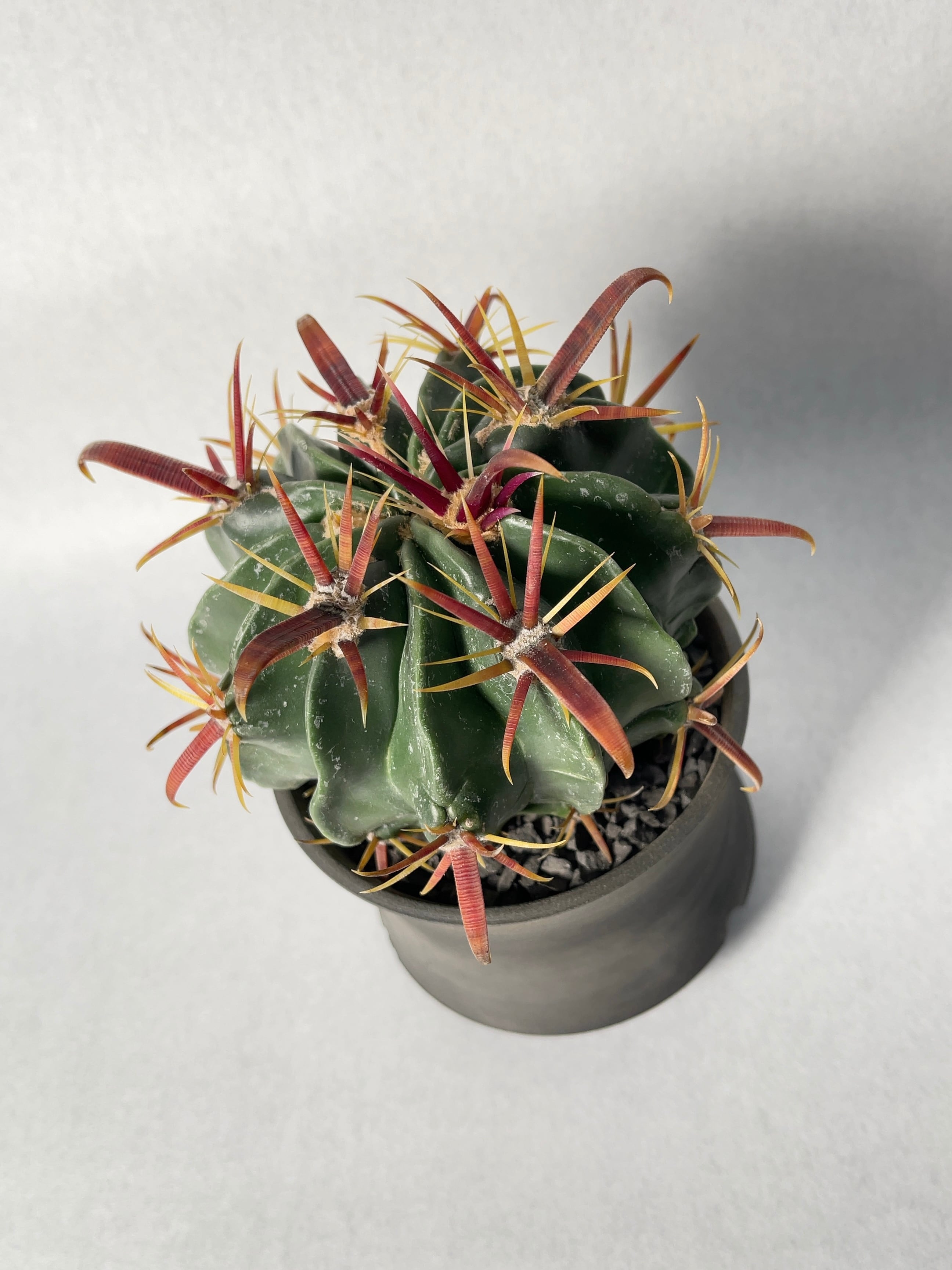 フェロカクタス・日の出丸 | trigger