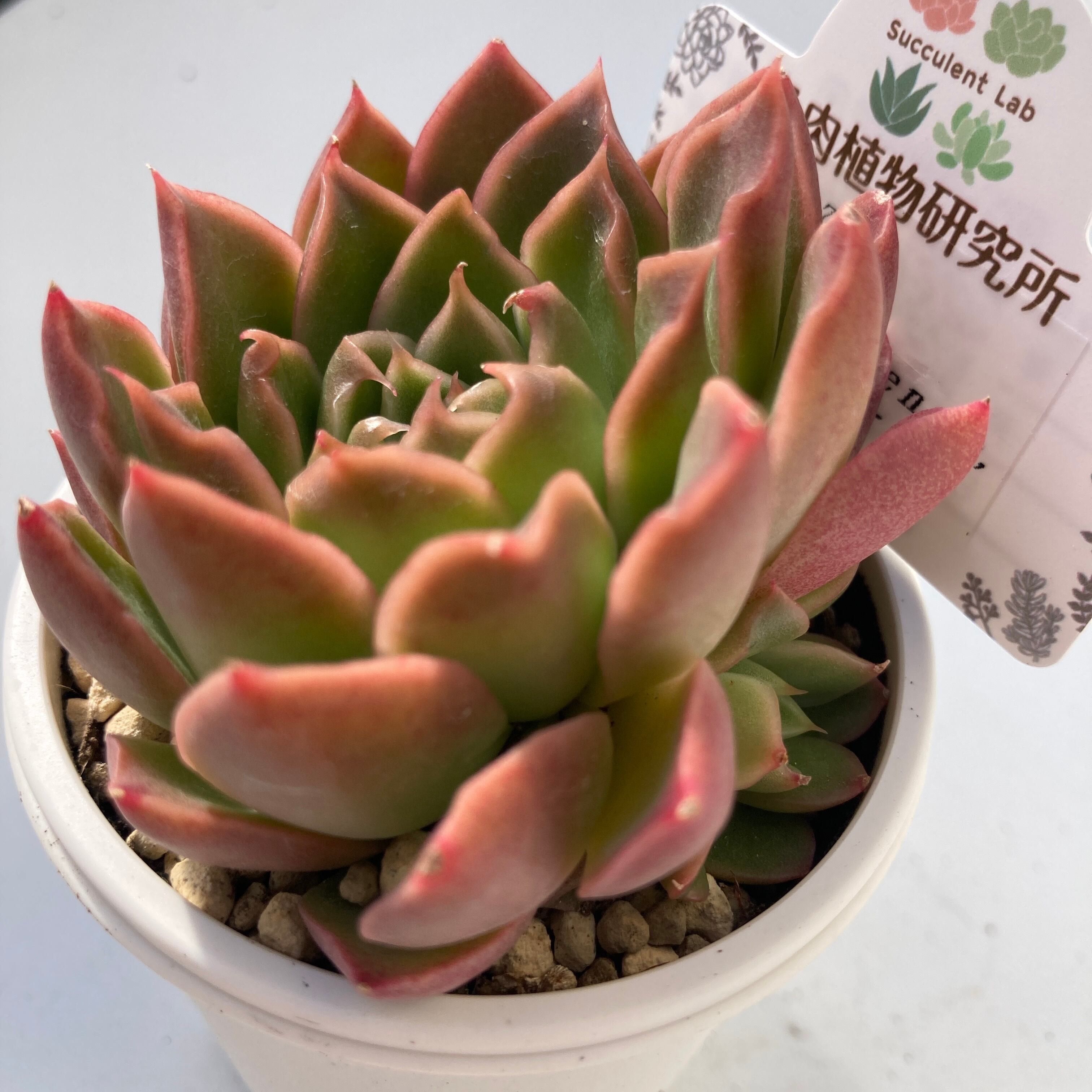 現物商品】 霜椿 x トバレンシス | 多肉植物研究所