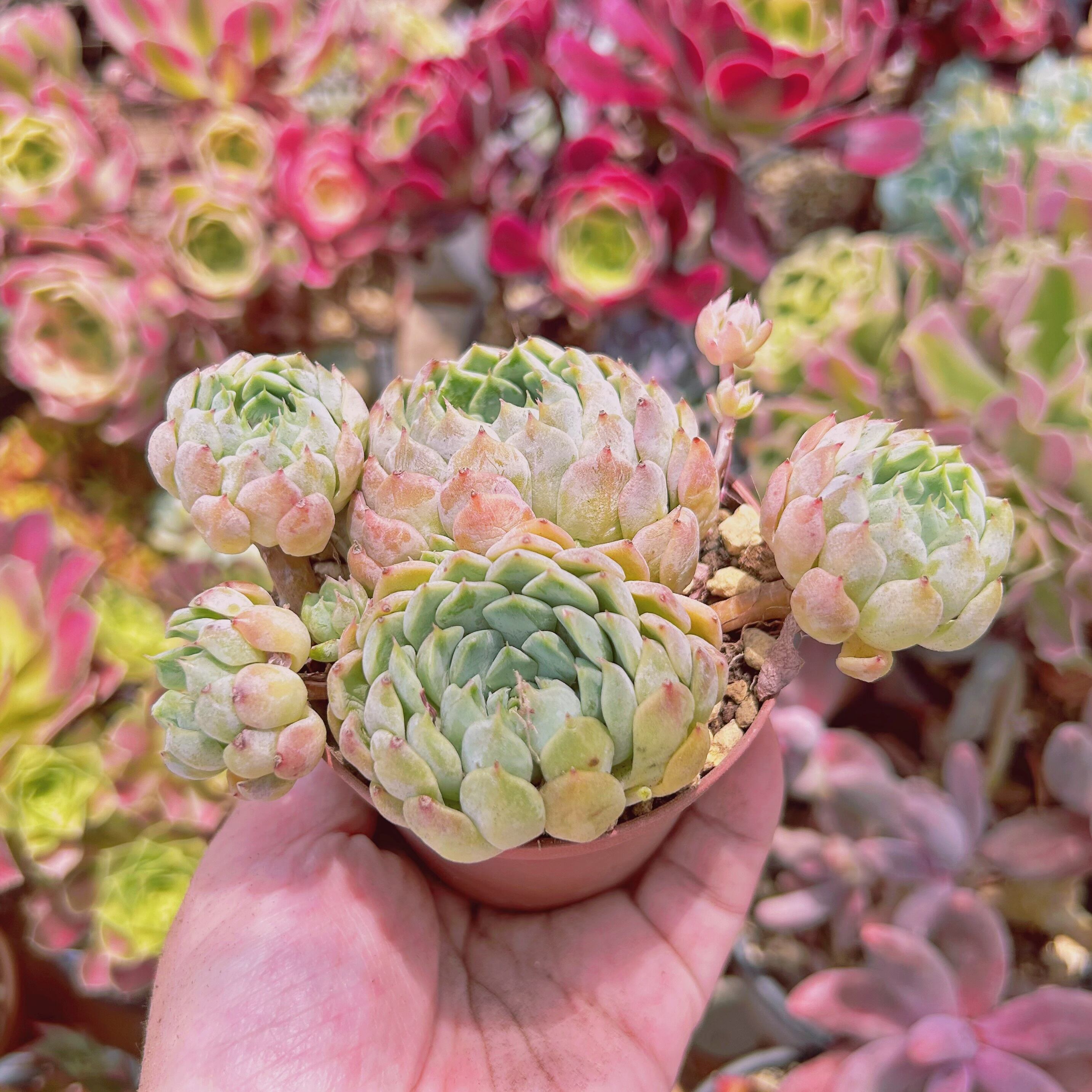 834現物 多肉植物 芍薬 特大 抜き苗 | るる農園~多肉植物専門