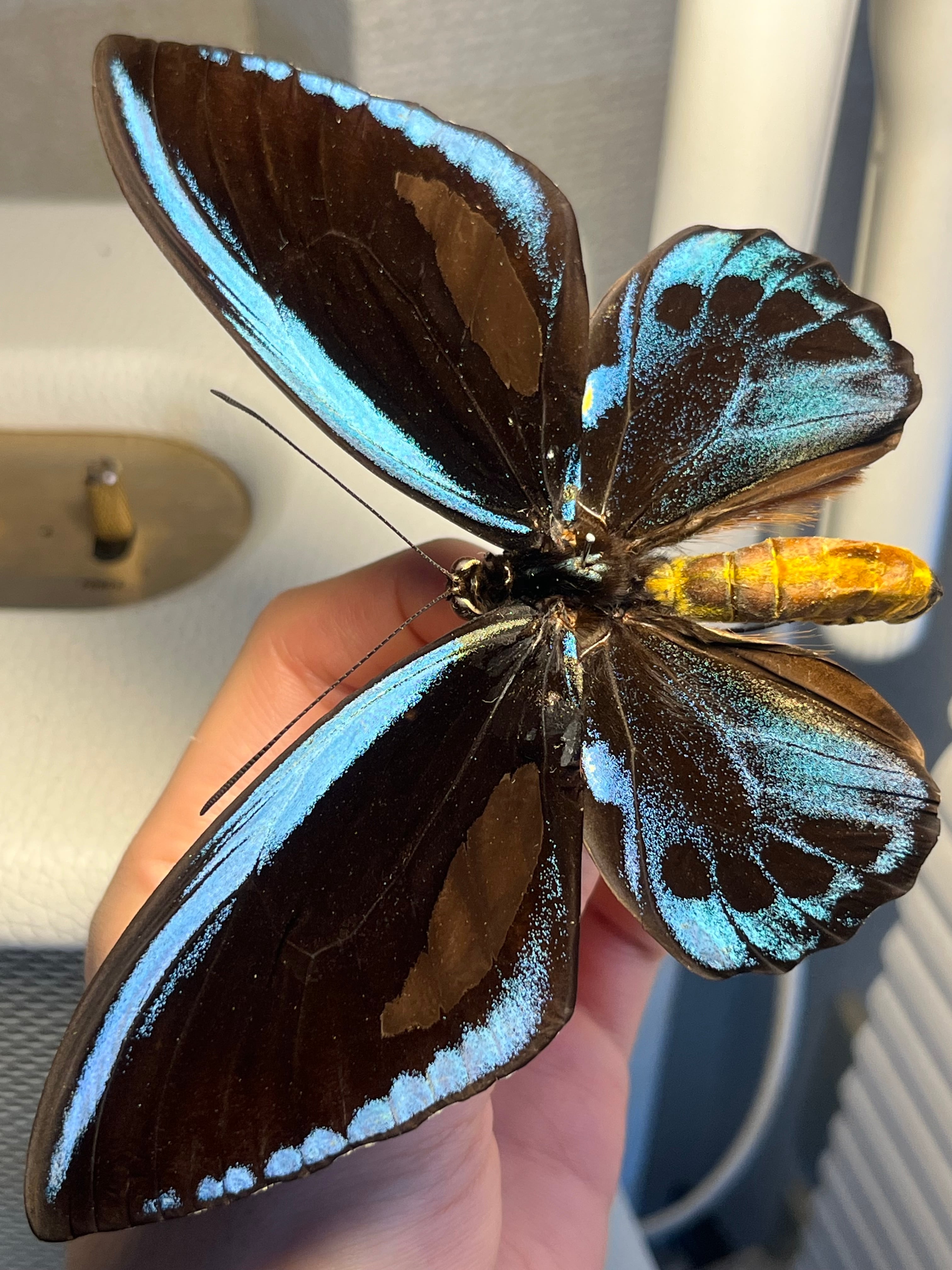 アオメガネトリバネアゲハ 外国産蝶標本 モルフォ 蝶 標本 野外採集品