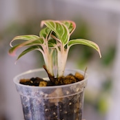 アグラオネマ ロータス ディライト / Aglaonema Lotus Delight⑥ / 観葉植物<育て方・花言葉>