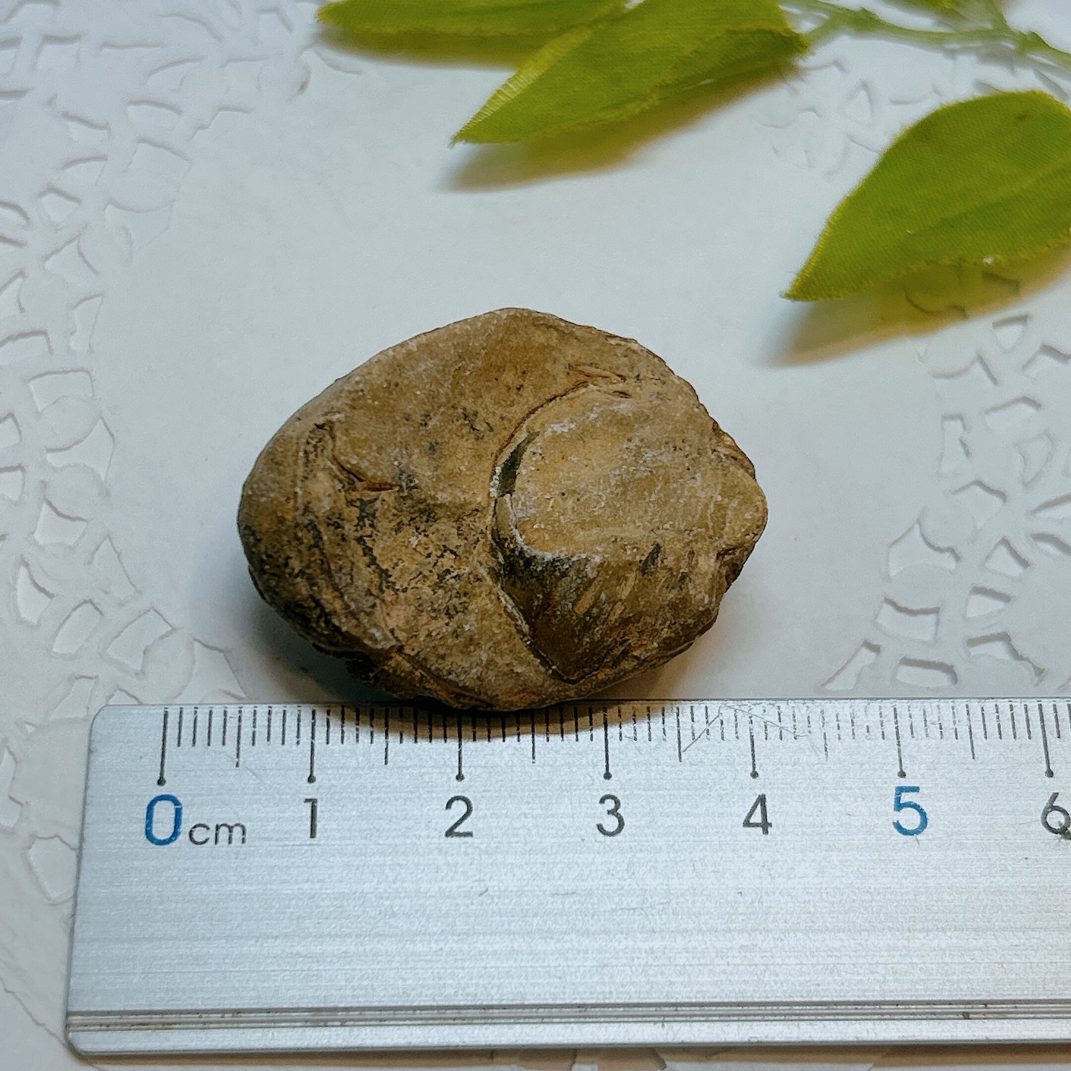 17915】三葉虫 古生代デボン紀 化石 モロッコ 化石標本 | クリスタル