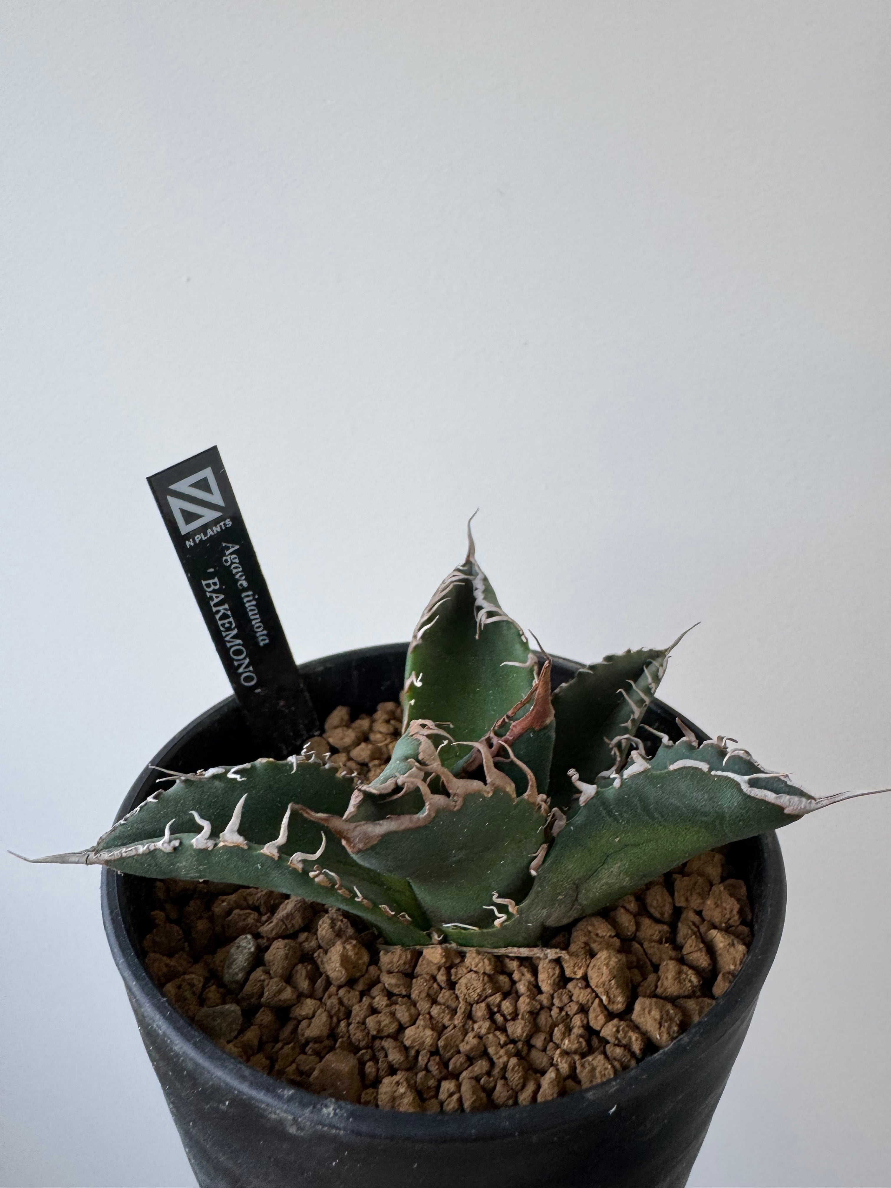 新着】Agave titanota BAKEMONO ORIGINAL【新潟産アガベ の最