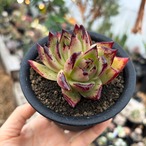 Echeveria agavoides 'Ebony'【エケベリア・エボニー】