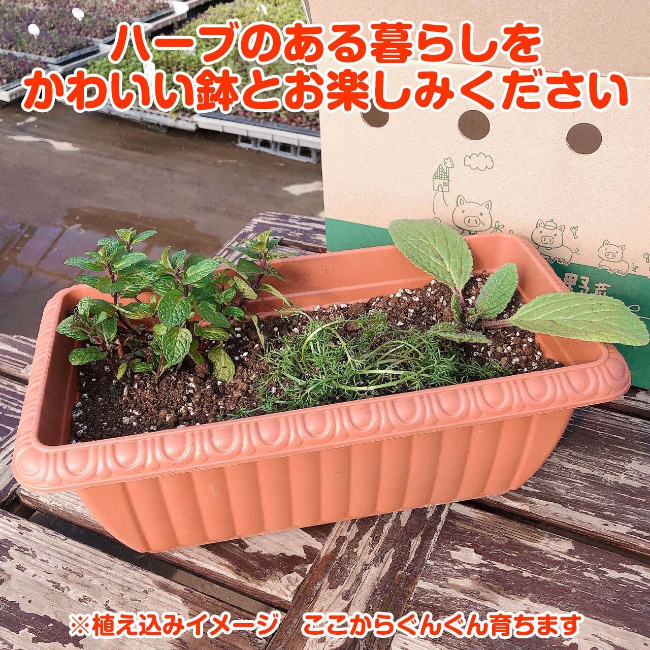 ハーブ 栽培キット（レリーフプランター 茶 受皿付 苗4個） | ハーブ苗