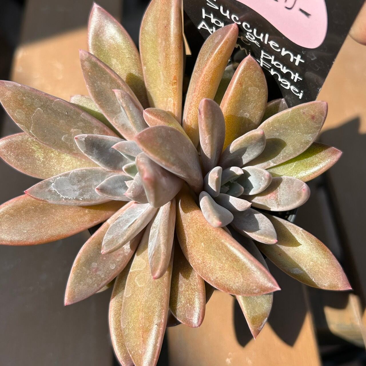 シュガーゼリー | RuPo 多肉植物専門店