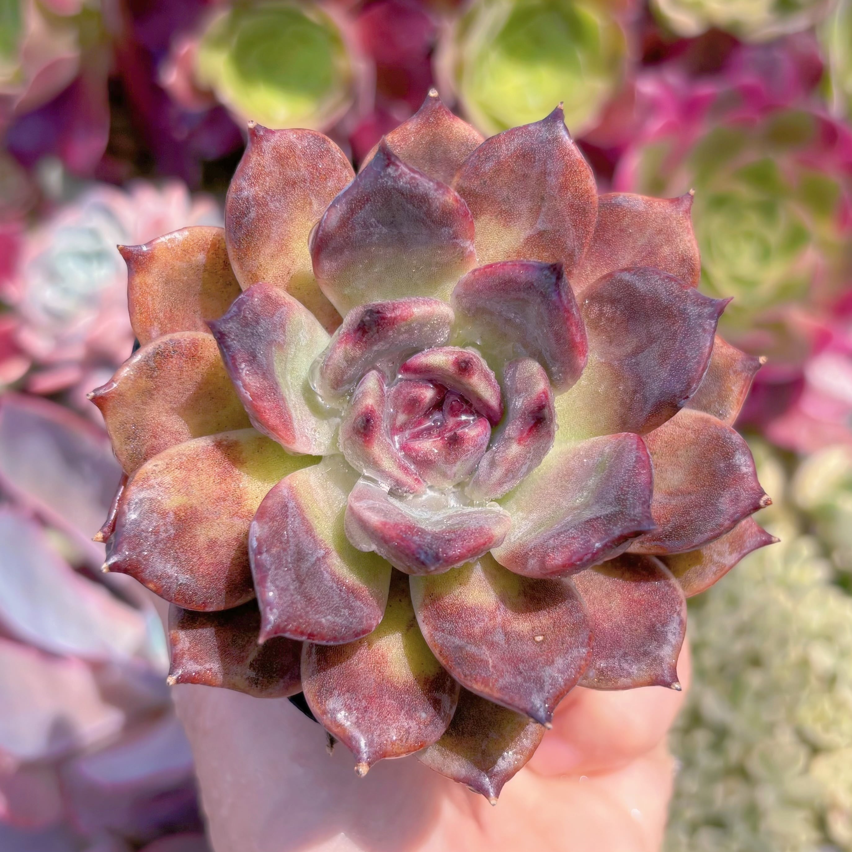 現品　チョコモカ#E11　るる農園