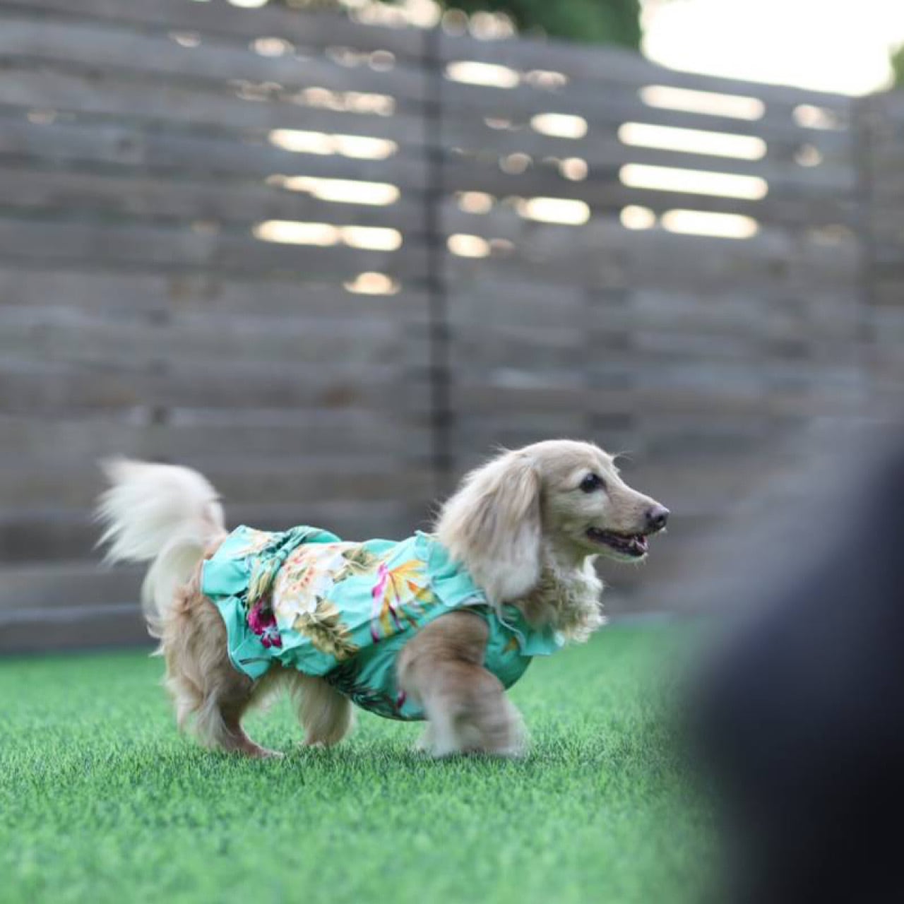 ムームー | カニンヘンダックスとミニチュアダックス専門のお