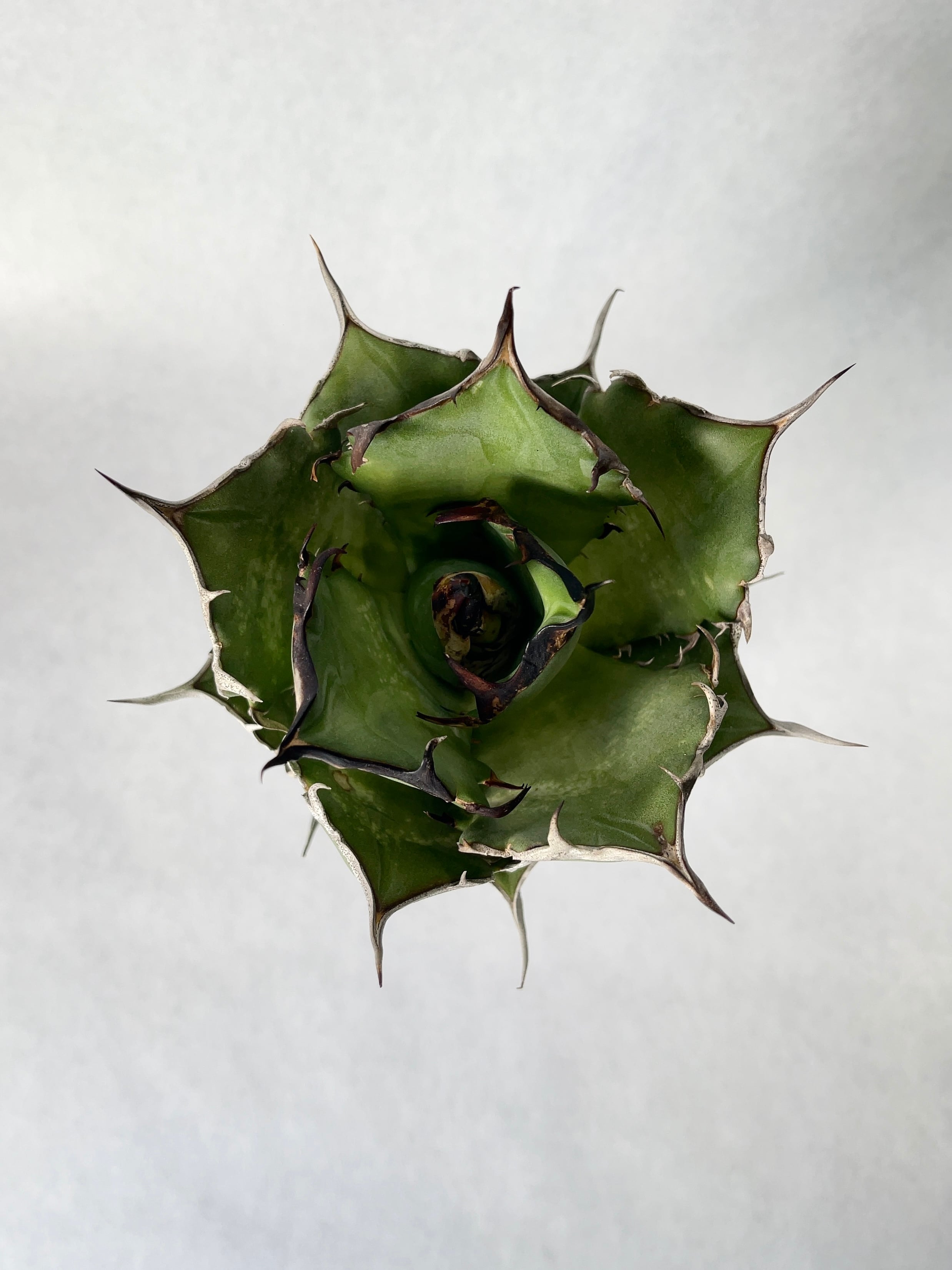 アガベ　ハデス Agave Titanota 