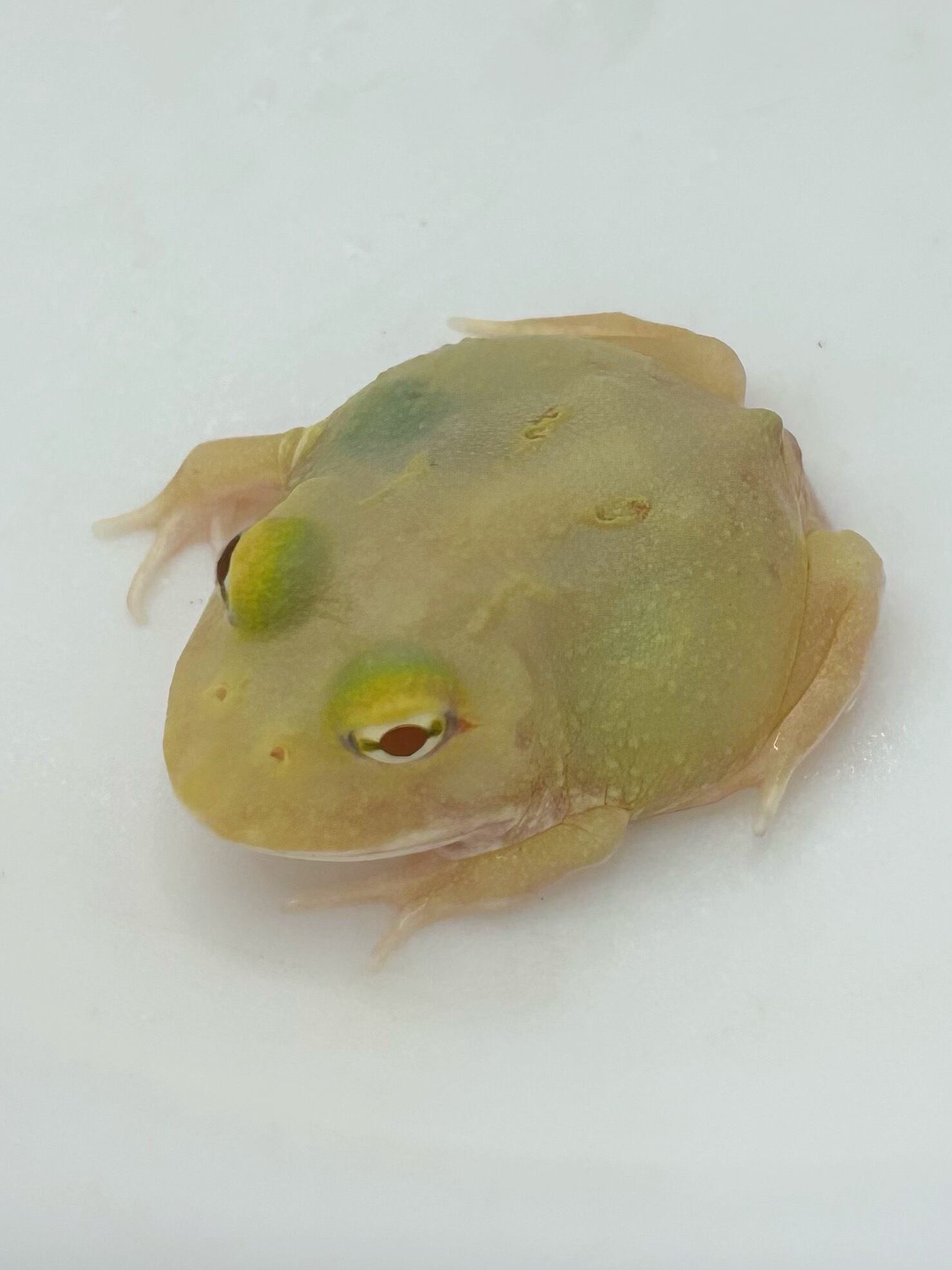 クランウェルツノガエル ピカチュウ② 1匹 | まるころ商店〜まるくて