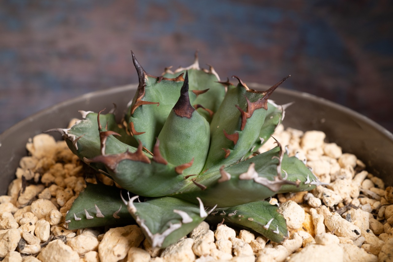 【国内株】アガベ チタノタ 姫厳竜⑤ 画像2