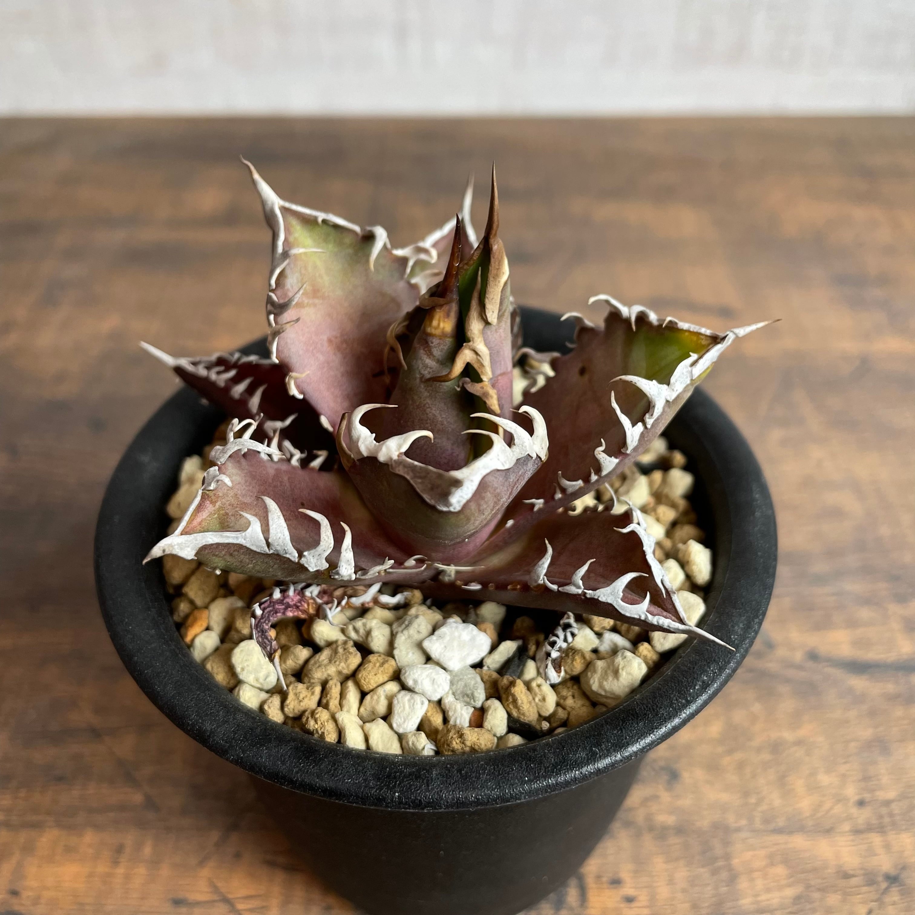 紅白SET Agave titanota “RedCatweezle”+”WhiteIce 強棘裏棘選抜良株 ...