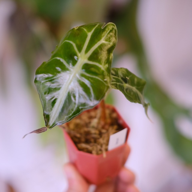 Alocasia ‘Venom’│アロカシア・ヴェノム②│観葉植物