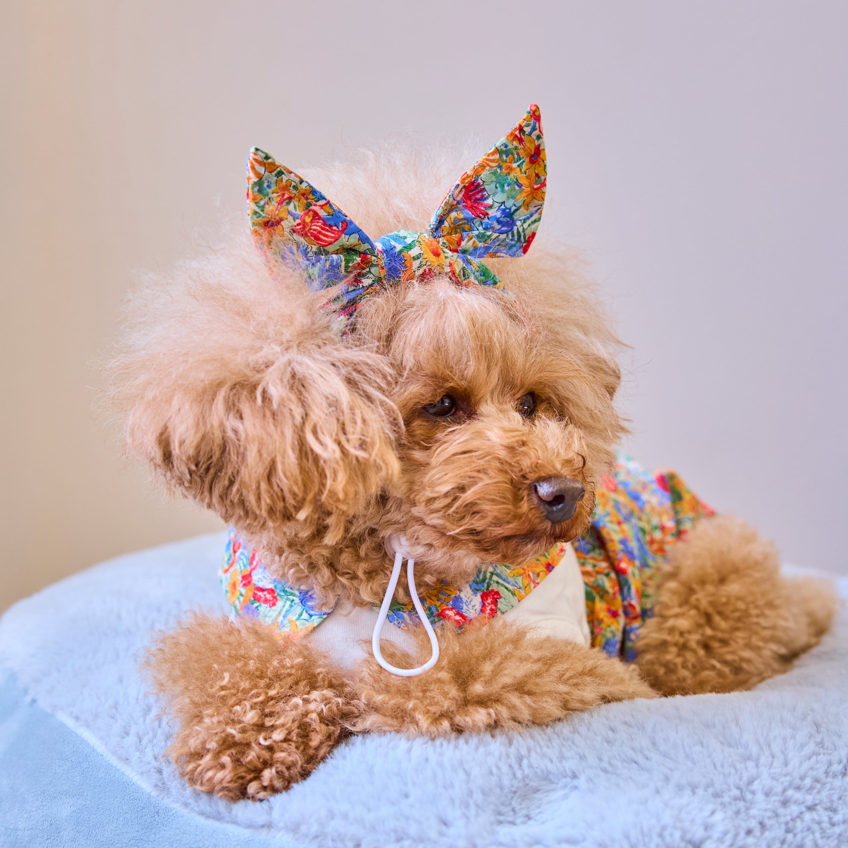 251112］リバティプリントリボン型ヘアバンド | 犬服ブランド 2e