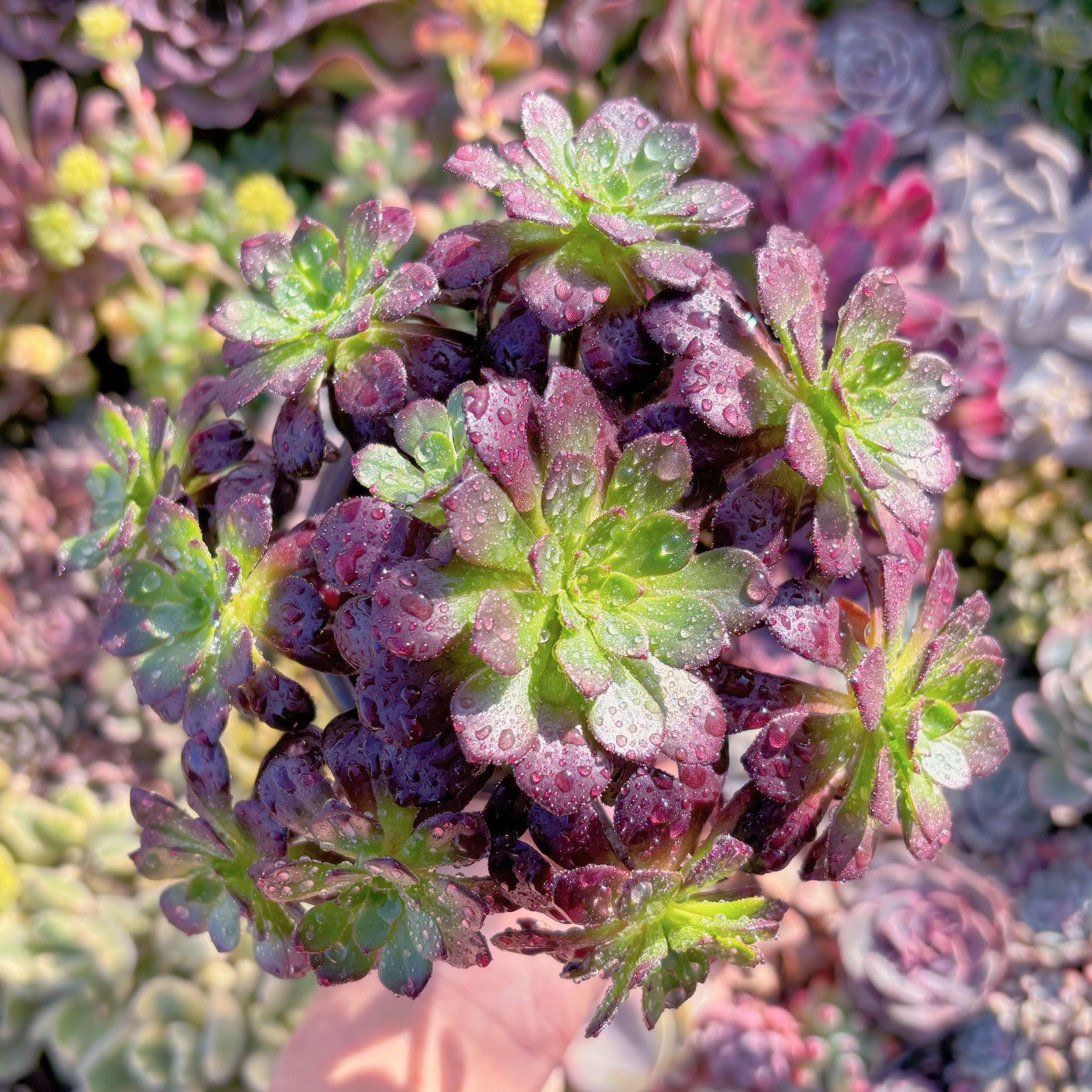 現品　紅日法師#262　群生　新入荷　るる農園