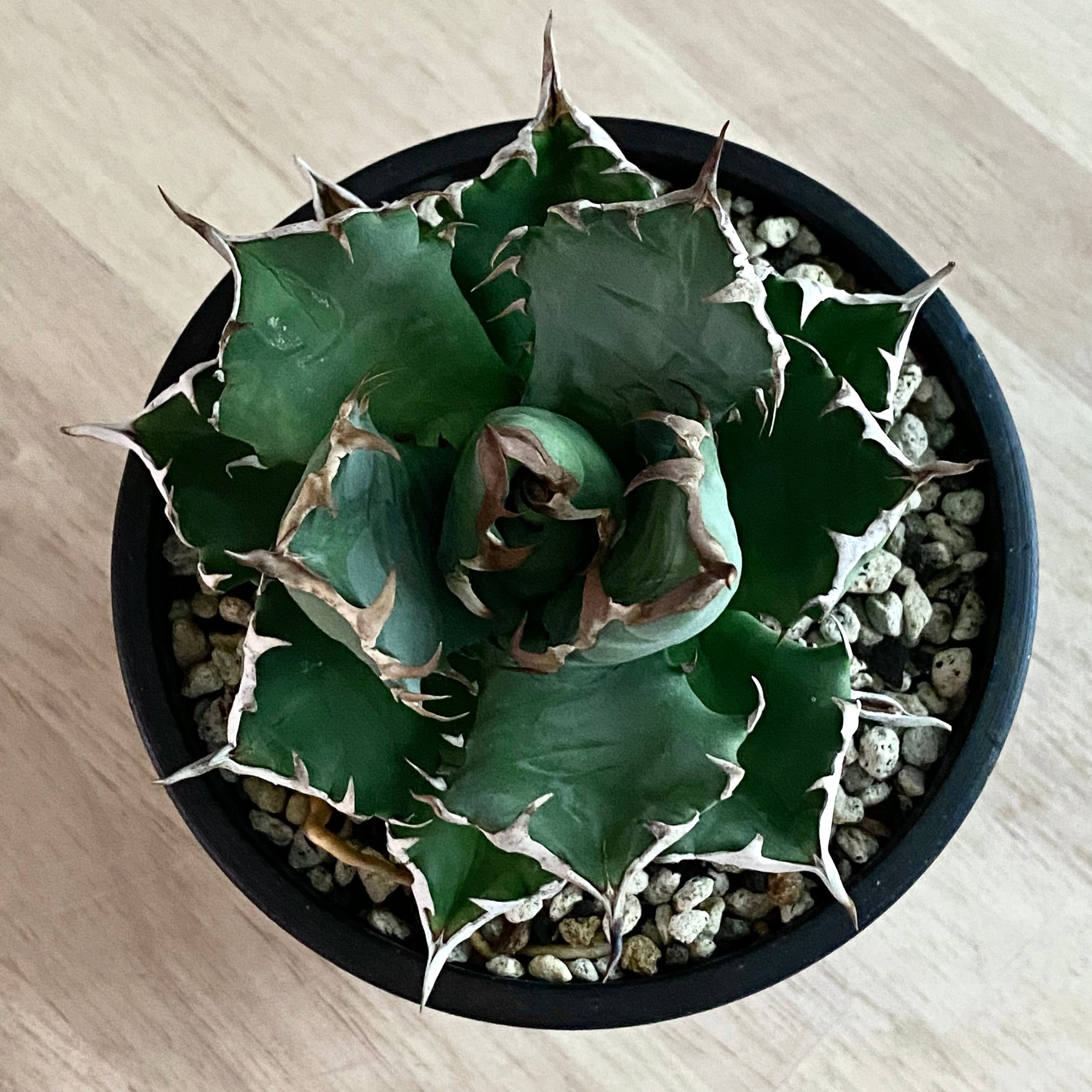 agave titanota No1/アガベ チタノタ ナンバーワン【観葉植物】【多肉 ...