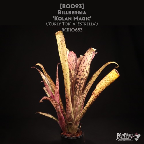【送料無料】Billbergia 'Kolan Magic' (子株付き)〔ビルベルギア〕現品発送B0093